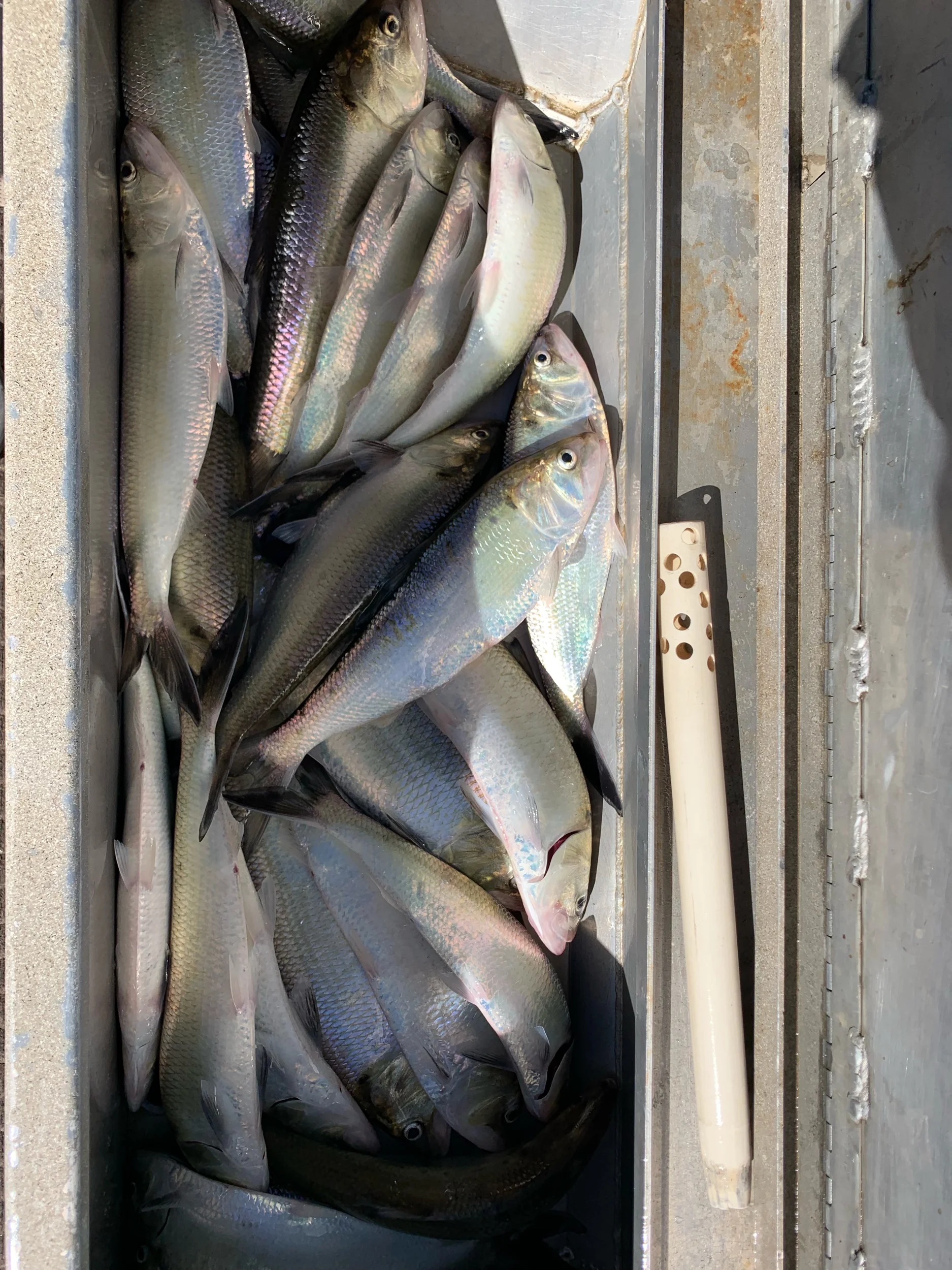 A Personal Daily Bag Limit Of America Shad