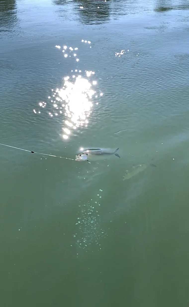 Sacramento River American Shad Two At A Time