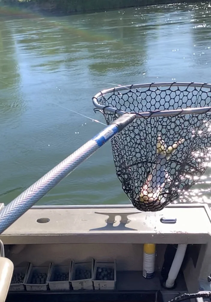Great Photo Of A Female American Shad Caught June 21, 2019