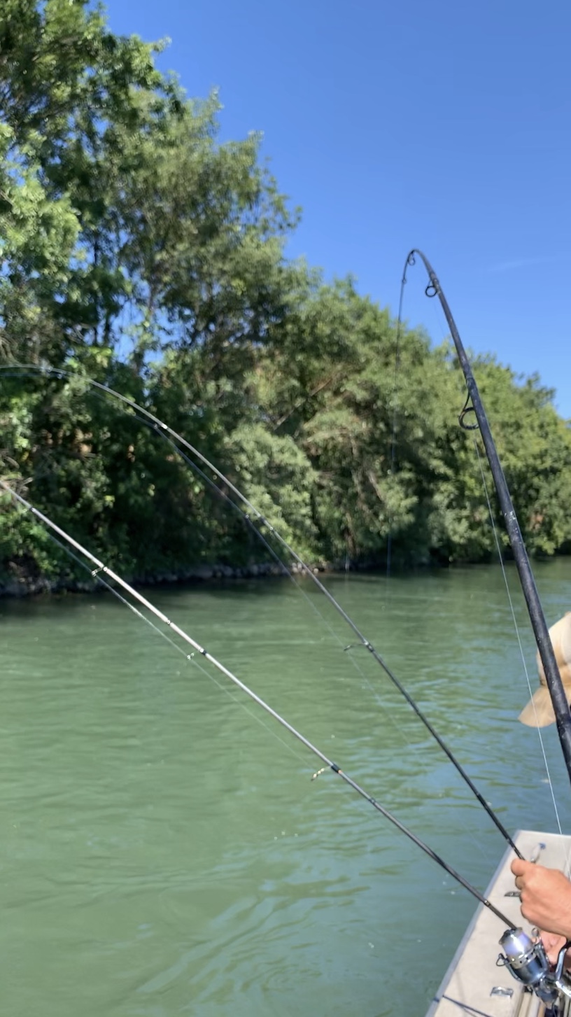 Triple American Shad Hook Up On The Sacramento River