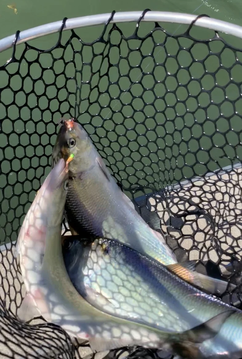 American Shad Fishing Northern California