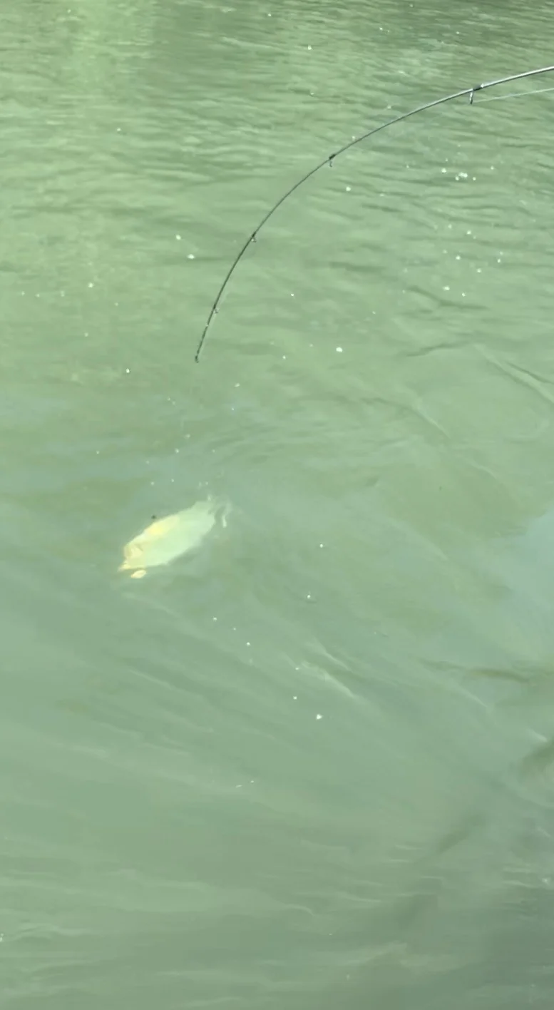 Underwater American Shad Picture