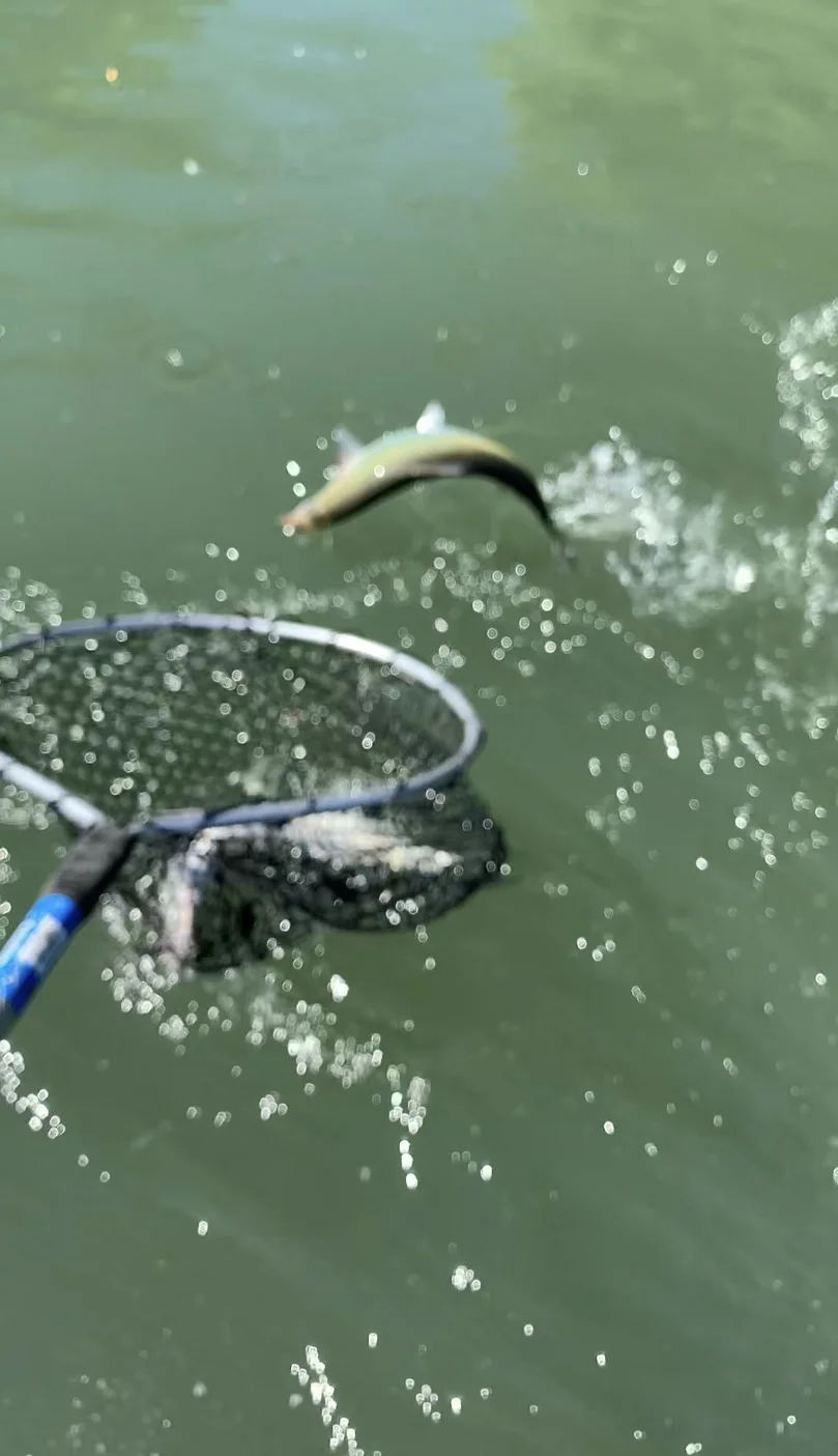 The Fish Are Jumping Into The Net