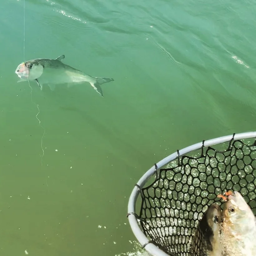 Peak American Shad Fishing On The Sacramento River