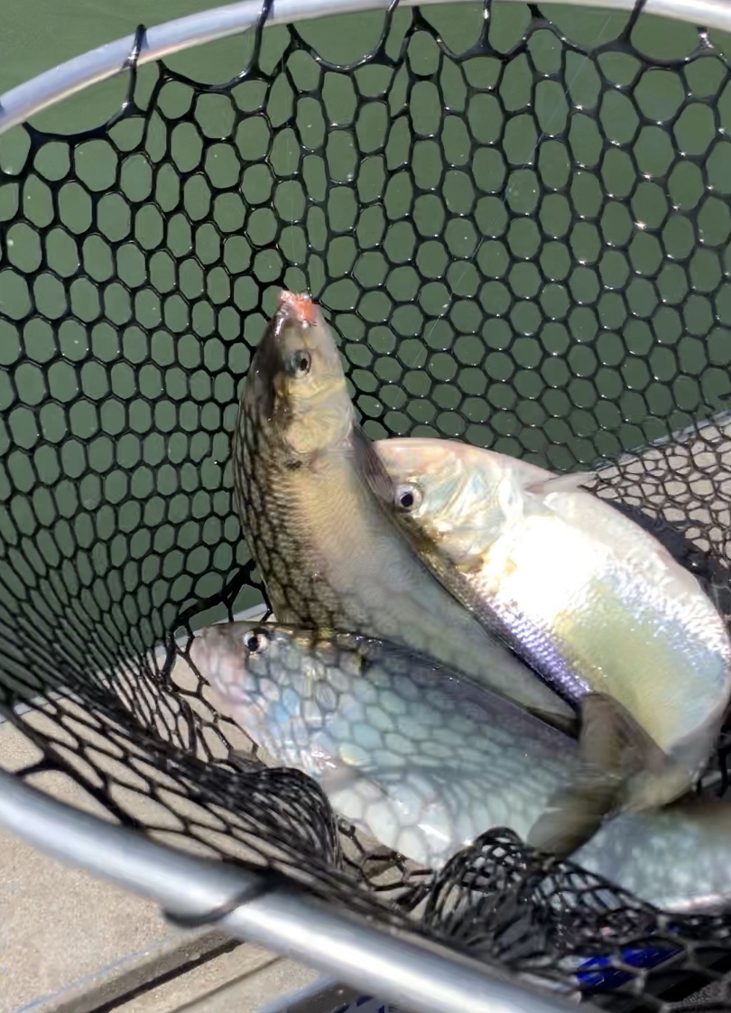 Three In The Basket For SalmonSacRiver.com