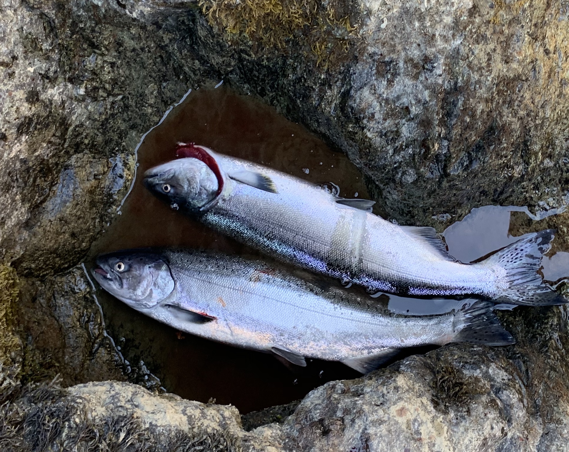A pair of Spring Run Chinook Salmon caught and retained for consumption by bank fishing anglers who were fishing the Trinity River in July 2, 2019. Salmon Fishing Guide Mike Rasmussen snapped this photograph.