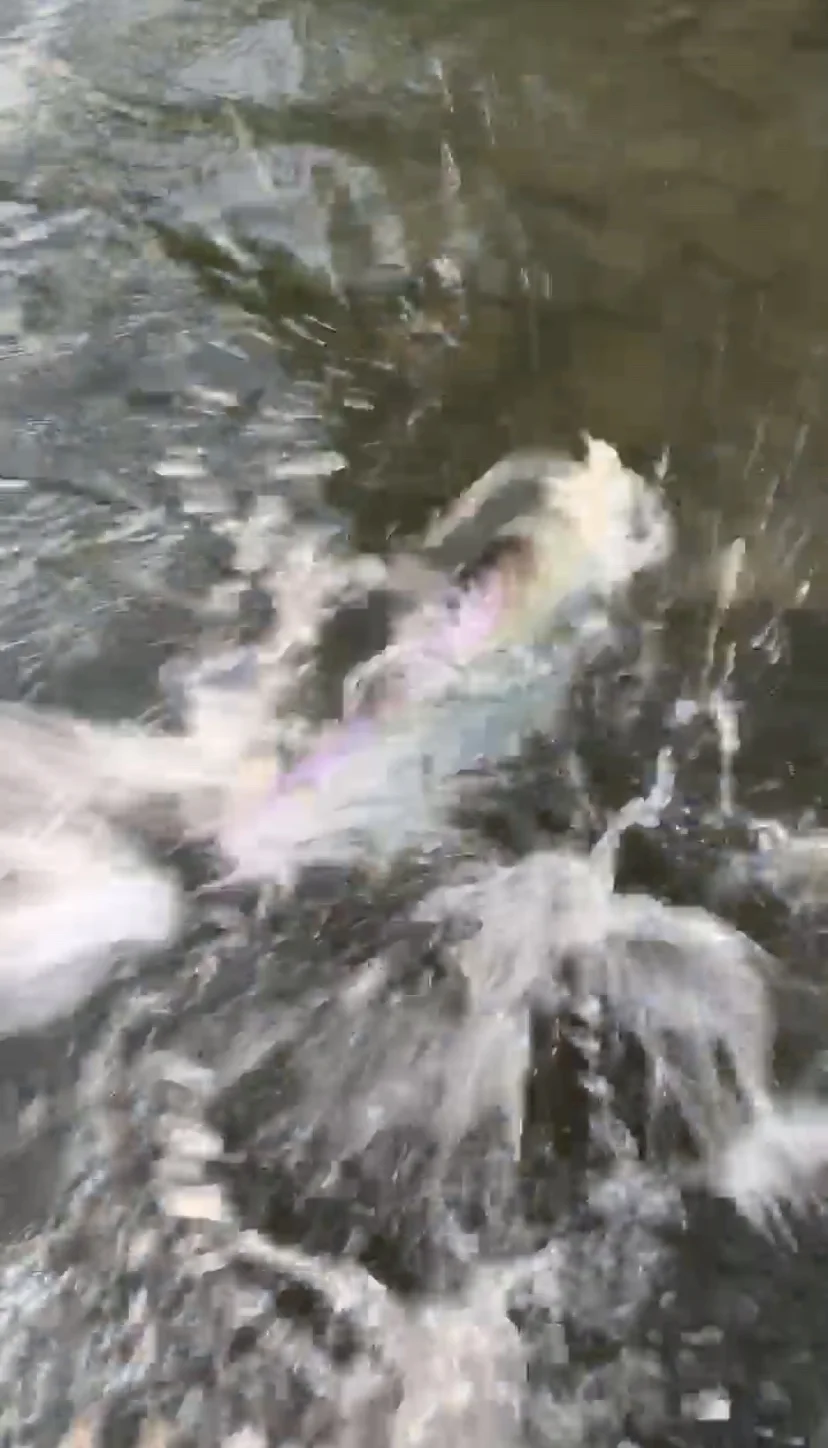 Thrashing American Shad On The Sacramento River