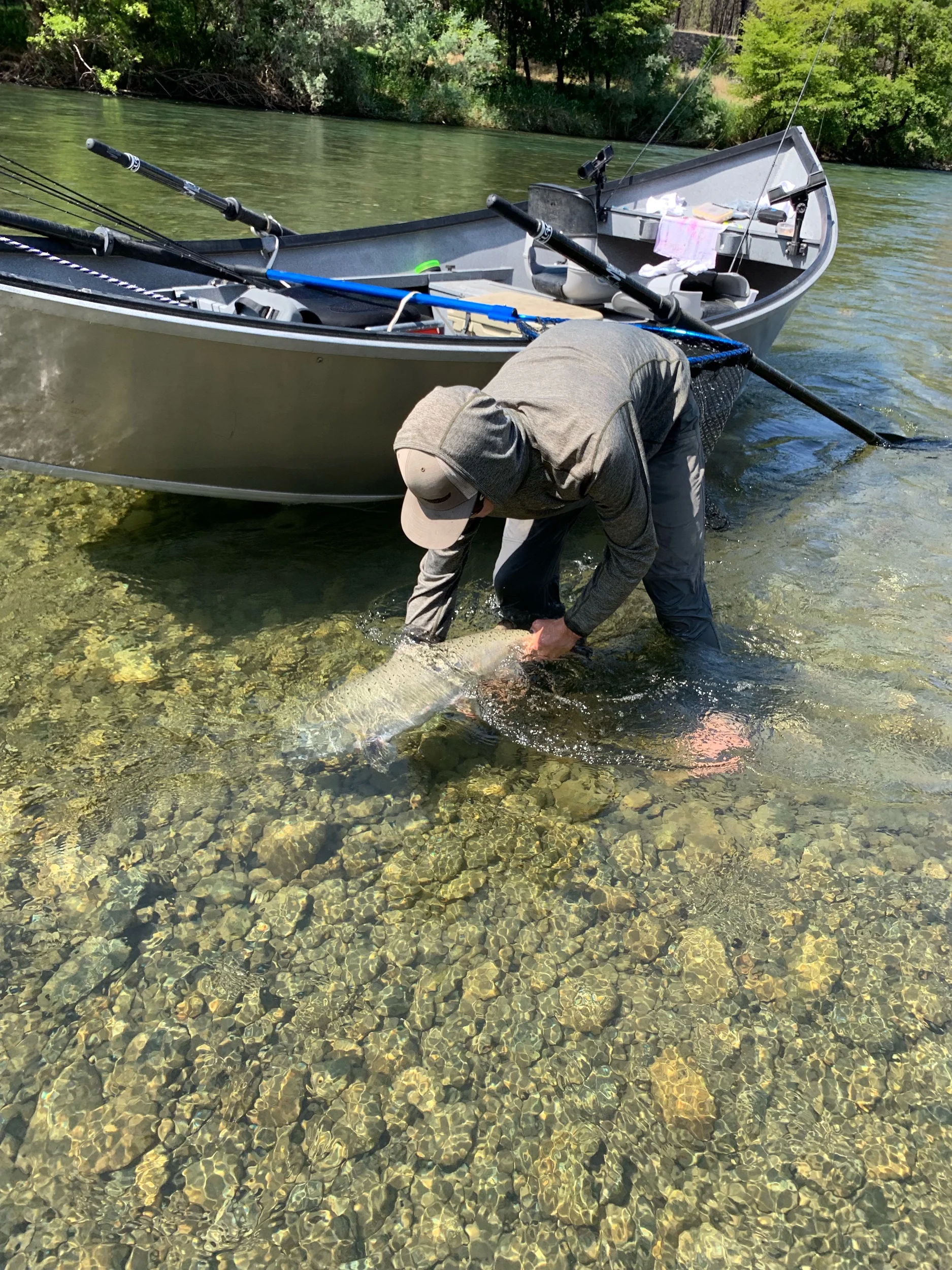 Releasing A King Salmon In Northern California