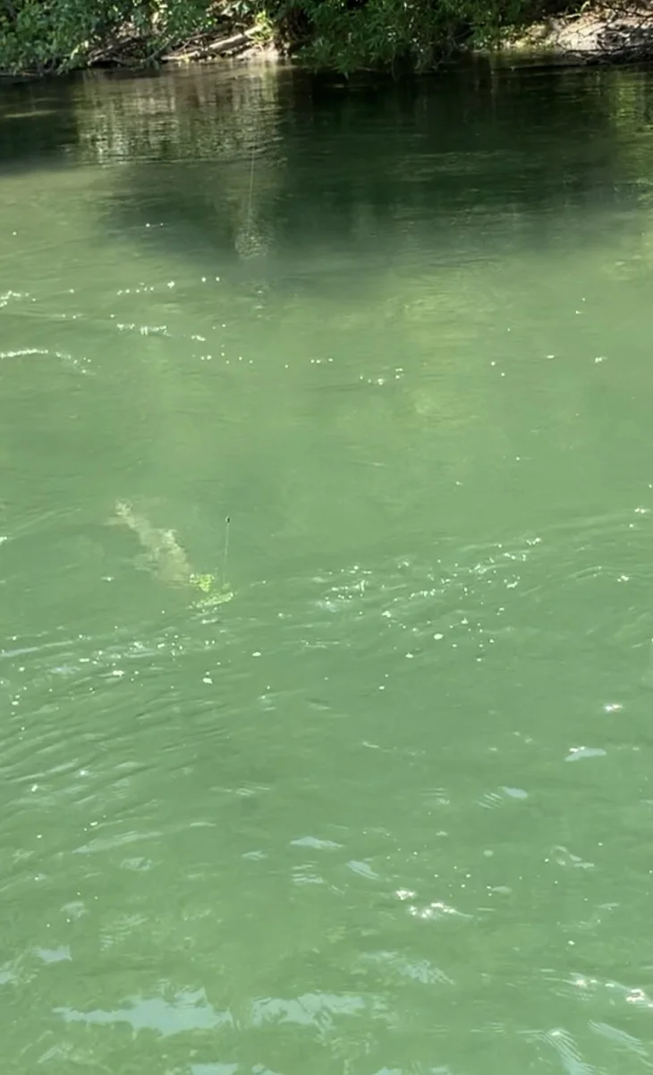 King Salmon On The Line