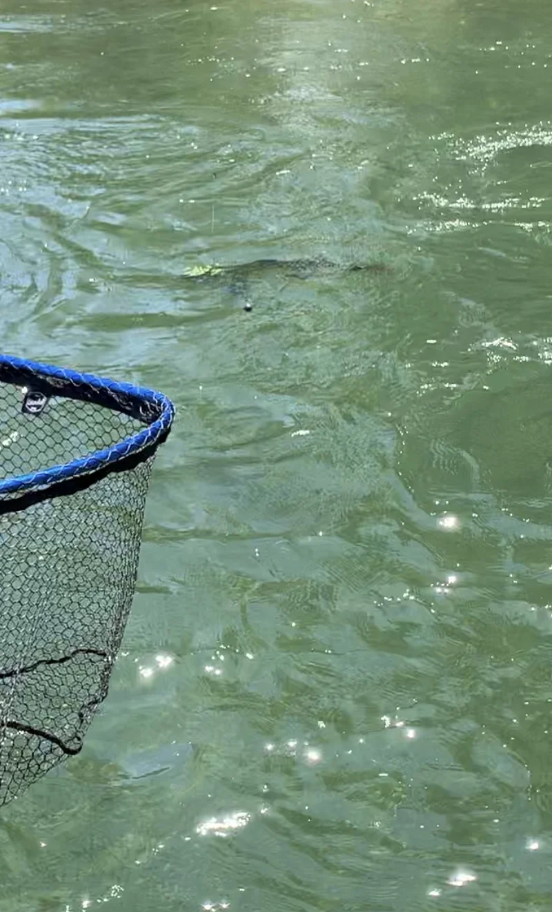 Netting A Northern California King Salmon