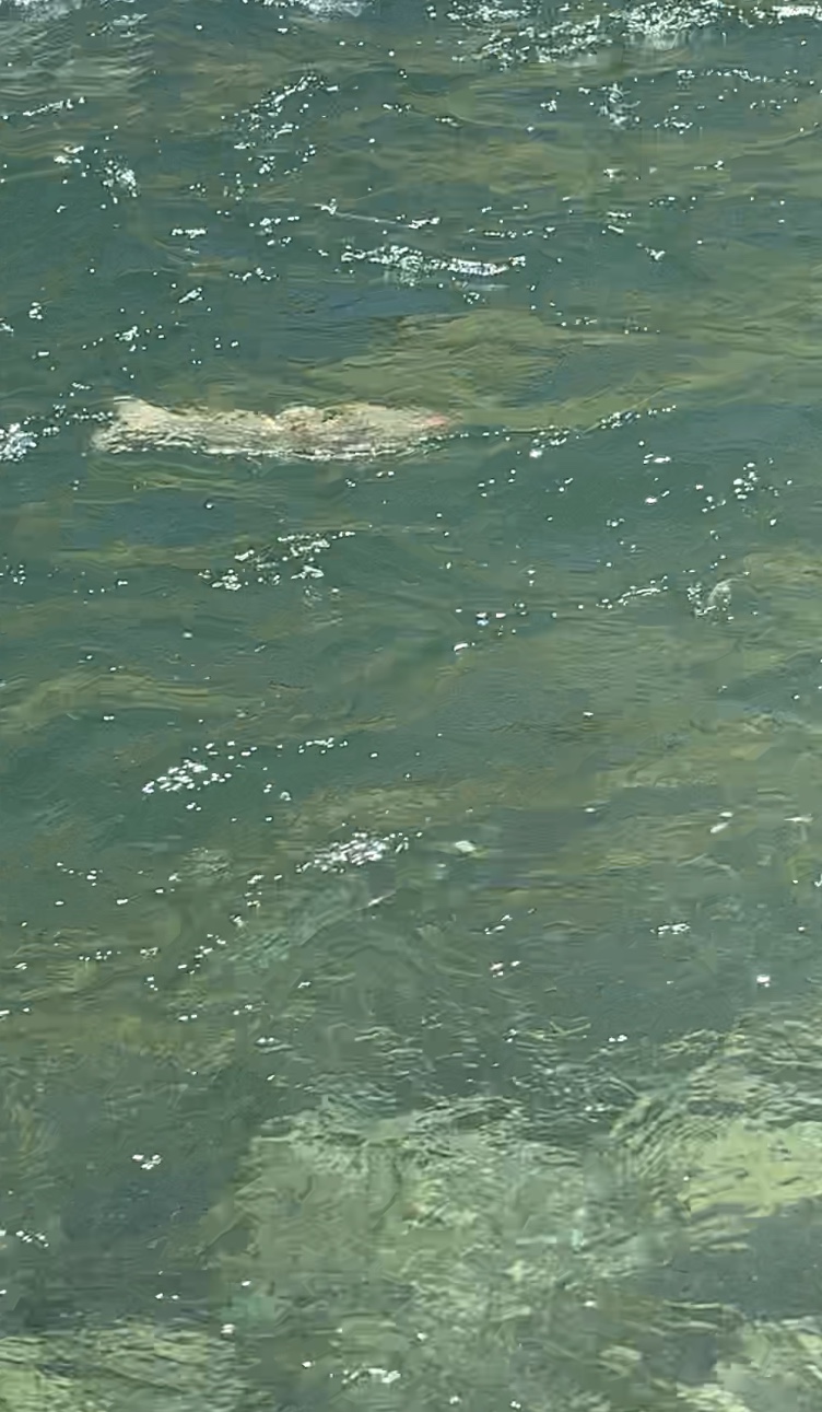 A Spring Run Chinook Salmon Nears The Drift Boat