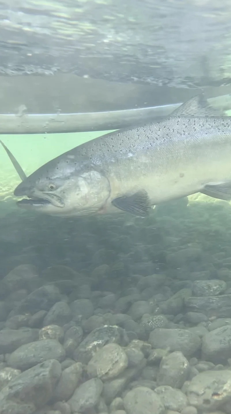 Retained Chinook Salmon