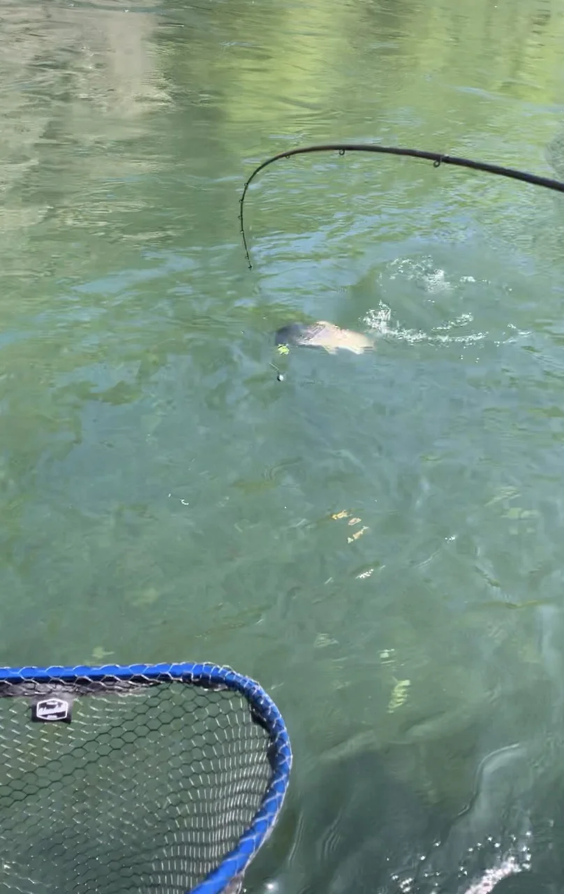 A Chrome King Salmon Approaches The Fishing Guides Net