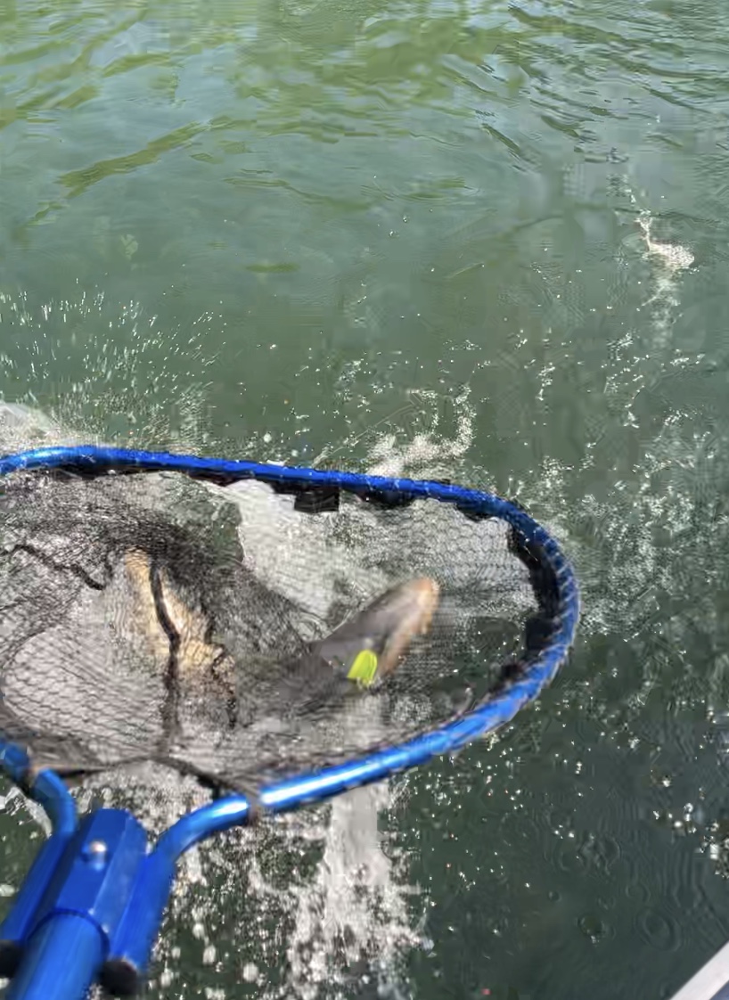 Northern California King Salmon Caught