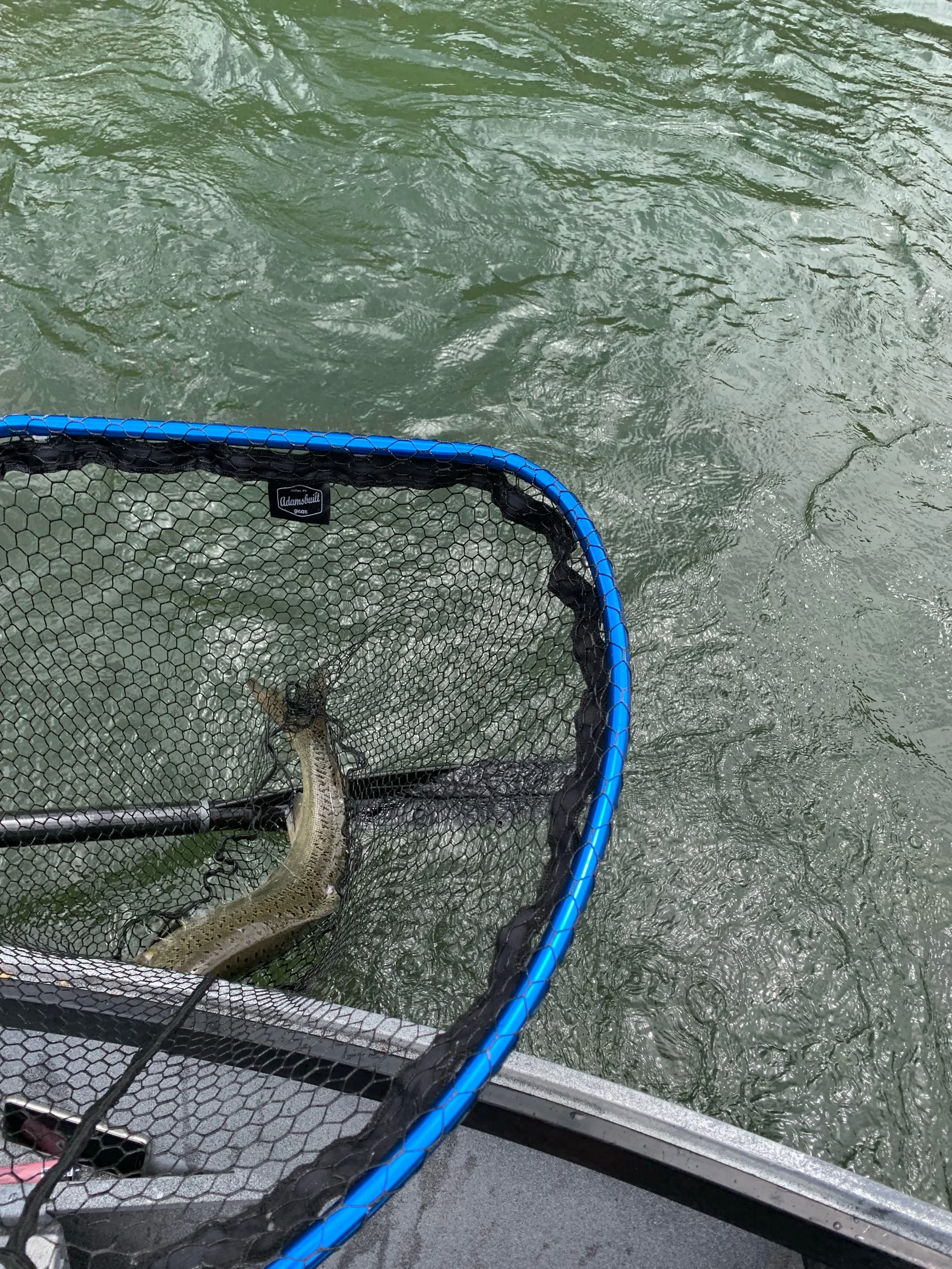 A Chinook Salmon Thrashes Wildly In The Net