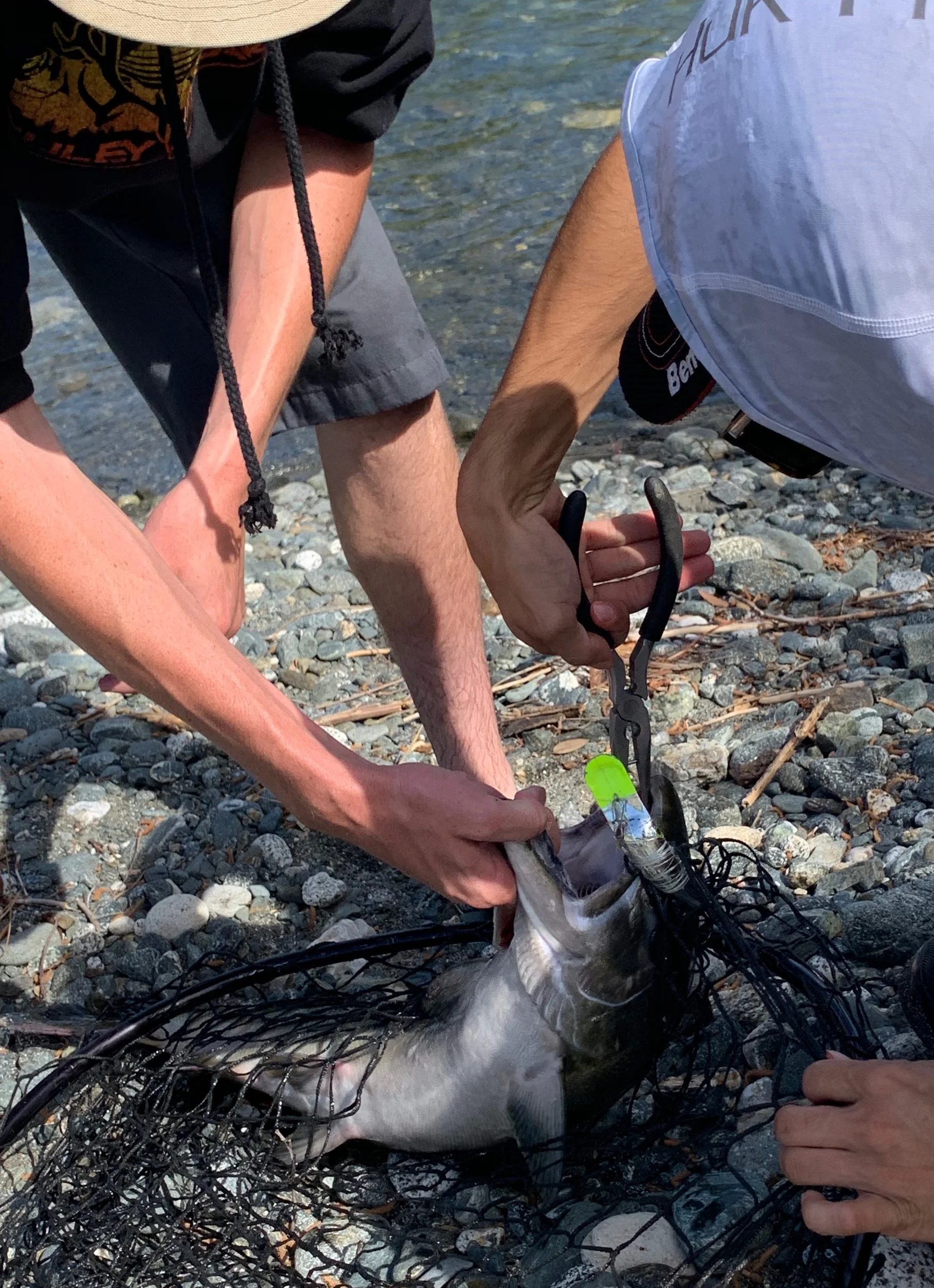 Removing A Salmon Fishing Lure From A Salmon