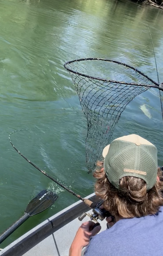 Salmon Thrashing Prior To Netting