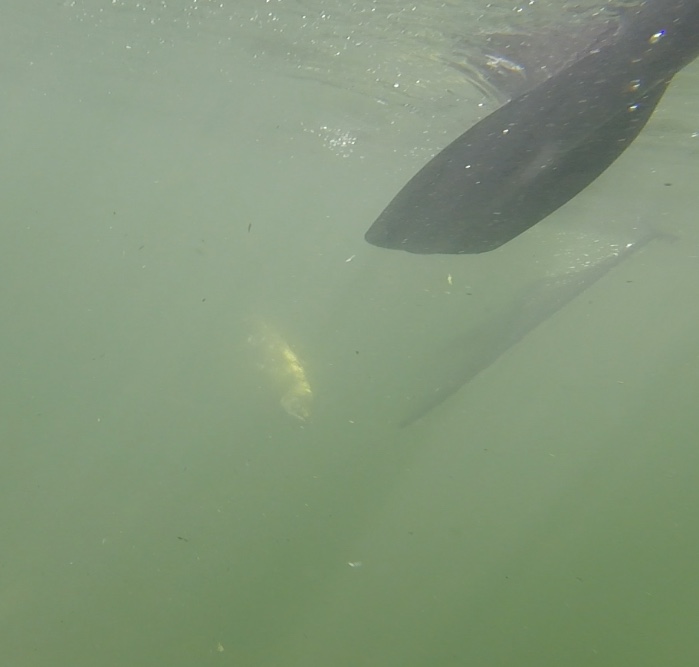 Underwater Salmon Fishing Photo