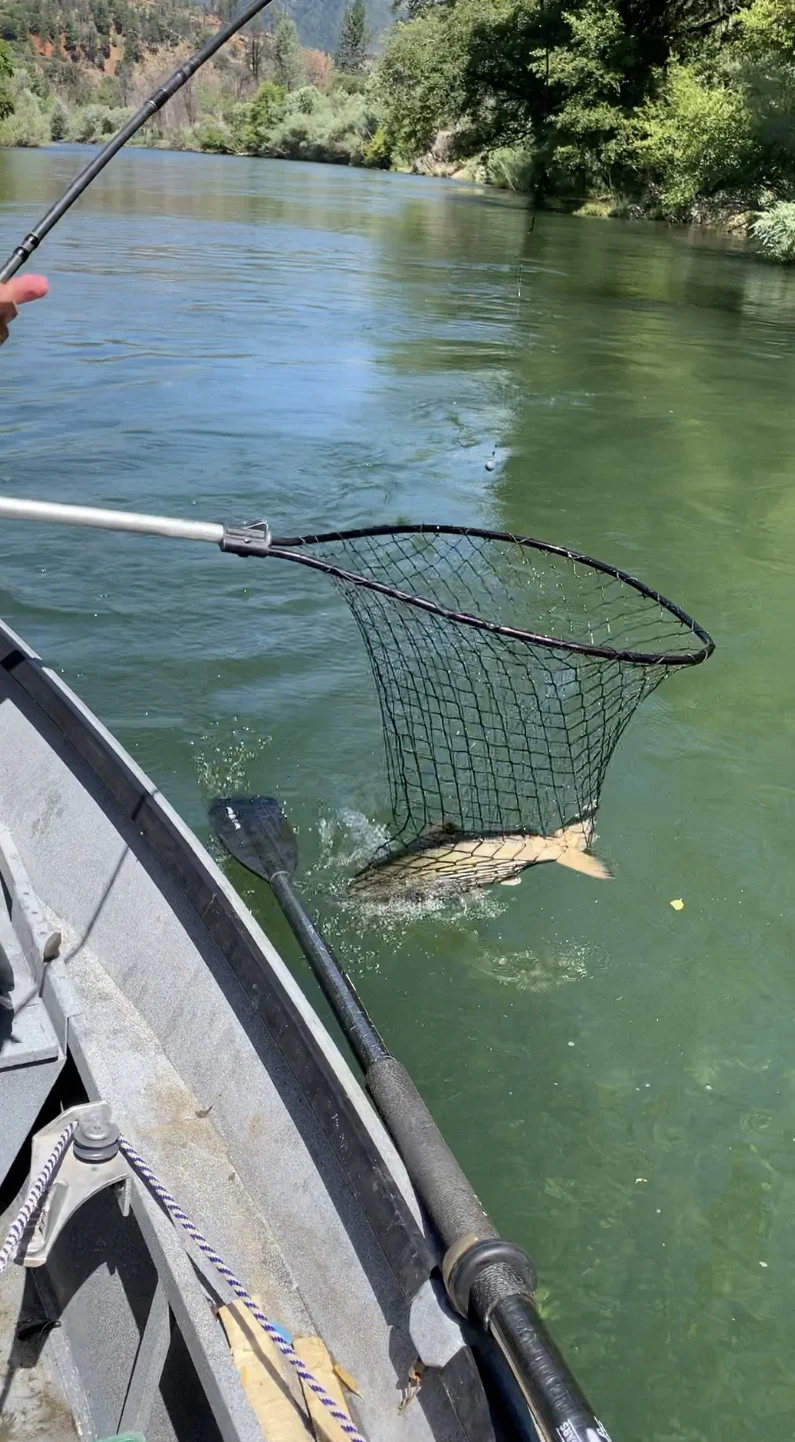 Northern California Salmon Fishing Guides Catching Salmon