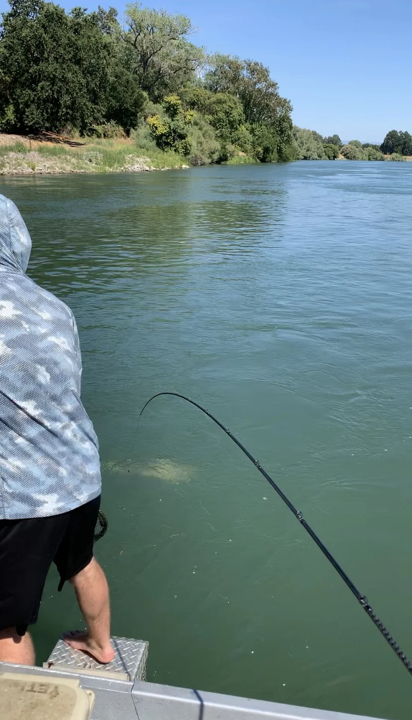 Preparing To Net A King Salmon