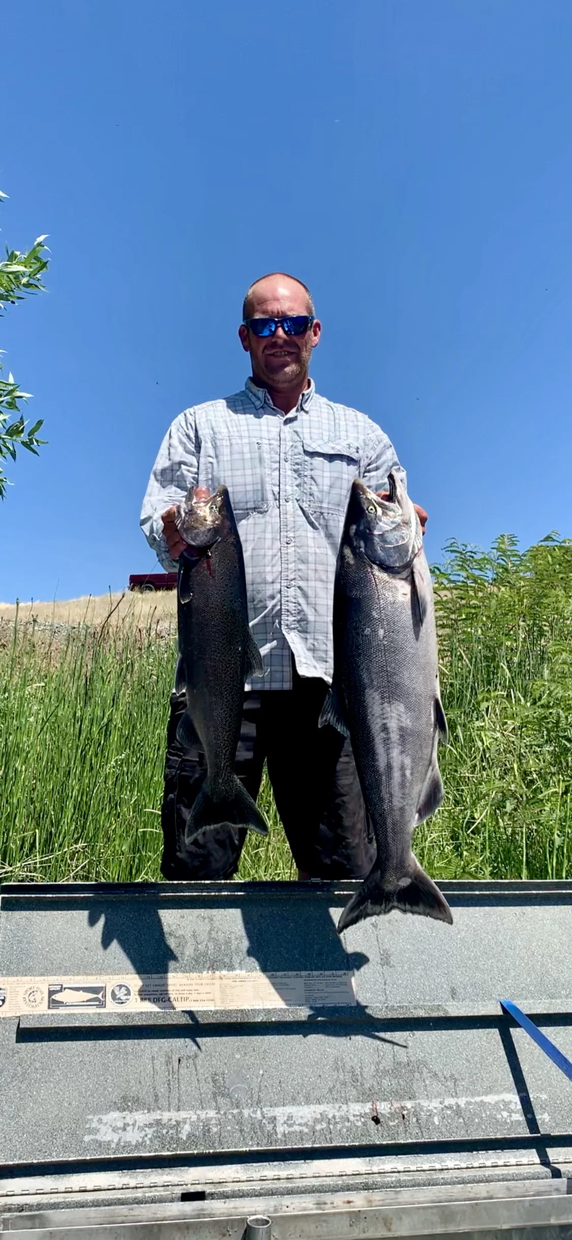 A Pair Of Kings On The Sacramento River