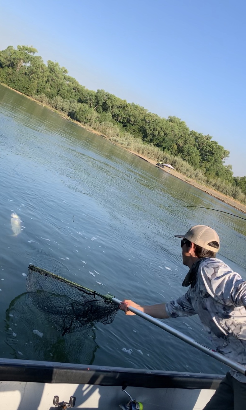 Salmon Fishing Guide Reaches For The Prize