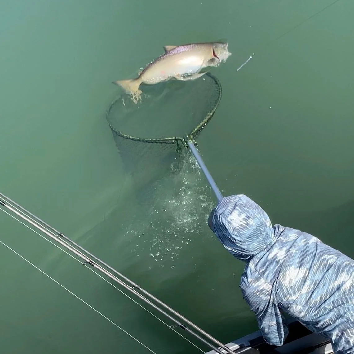 Chinook Salmon Being Netted On August 2, 2019