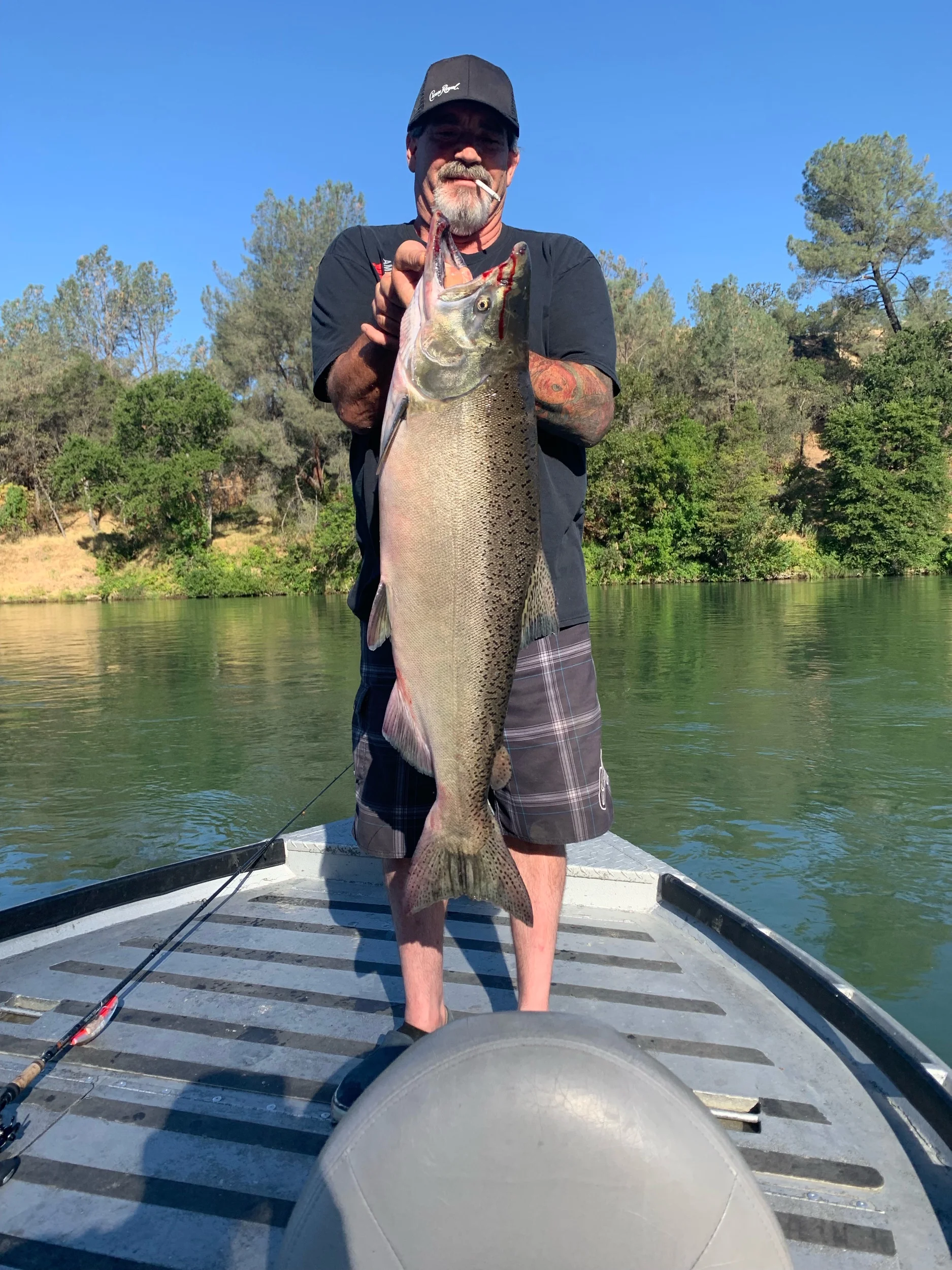 Big Buck Chinook Salmon
