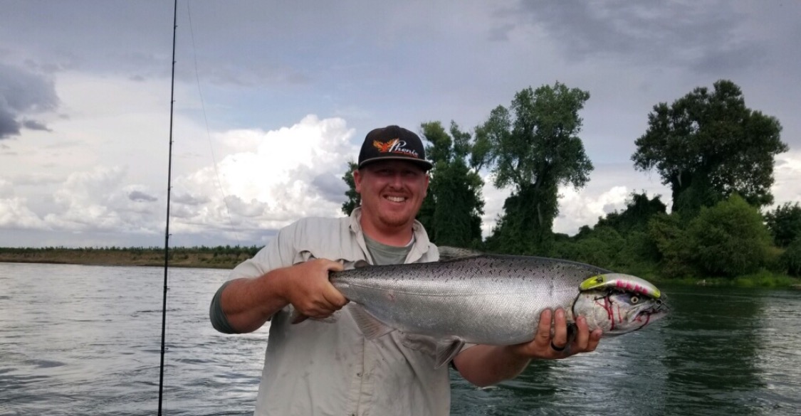 A picture perfect example of a Sacramento River Fall Run Chinook Salmon. Sacramento River fishing guide Johnny Eller holds up a dime bright hen Chinook Salmon he caught while back trolling a custom K16 Kwikfish on August 10, 2019.