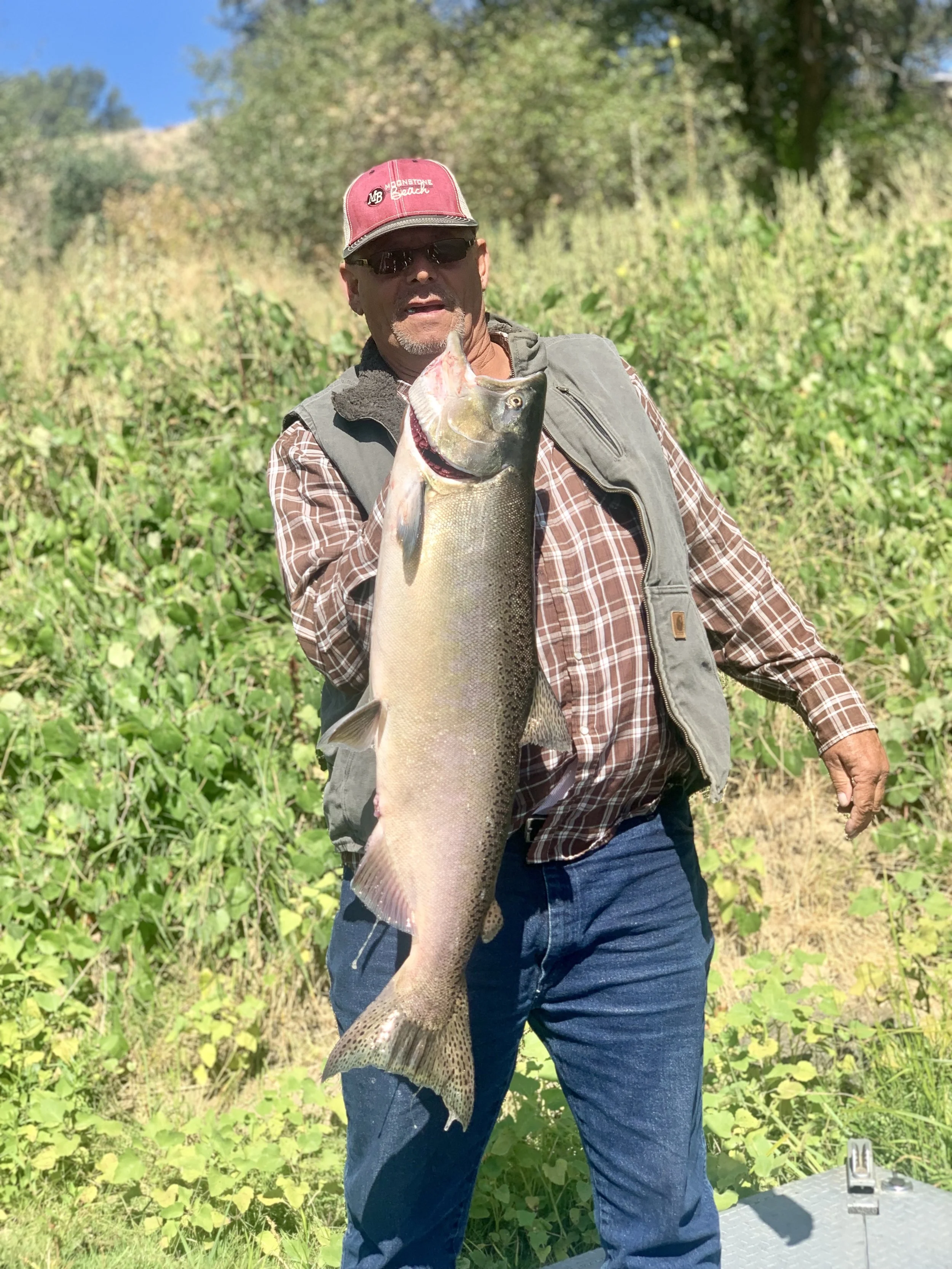 Hen King Salmon On The Sacramento River