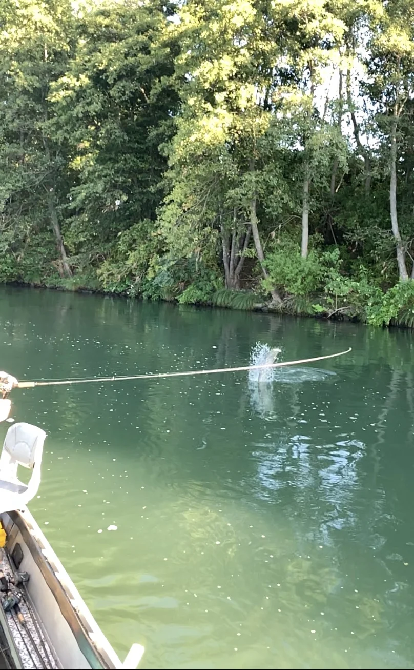 Sacramento River Salmon Leaping Out Of The Water