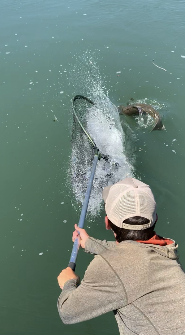 Sacramento River salmon fishing guide Ryan Tripp reaches out to sneak the net in front of a feisty king salmon. Photo taken on August 17, 2019.