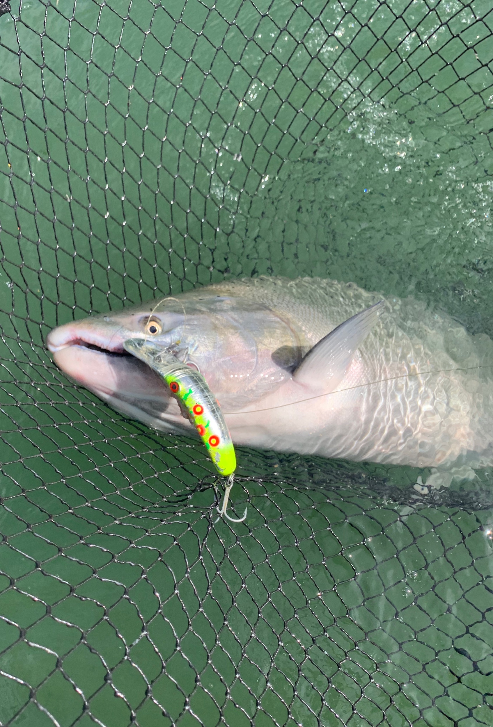 A Chinook Salmon caught on August 19, by salmon fishing guide Ryan Tripp. This picture was taken near Red Bluff, Ca on the Sacramento River this week.