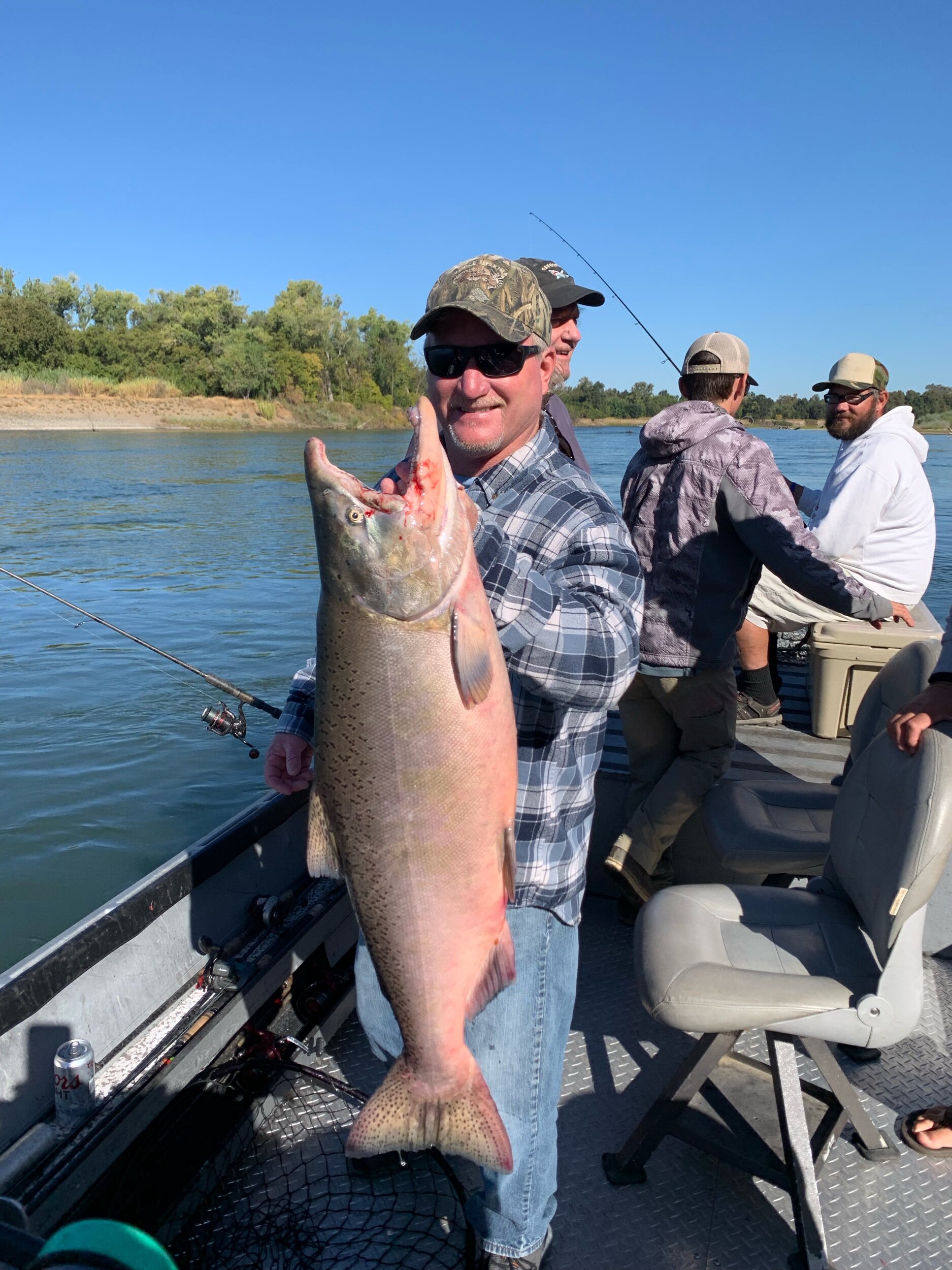 Hatchery Chinook Salmon Caught On The Sacramento River