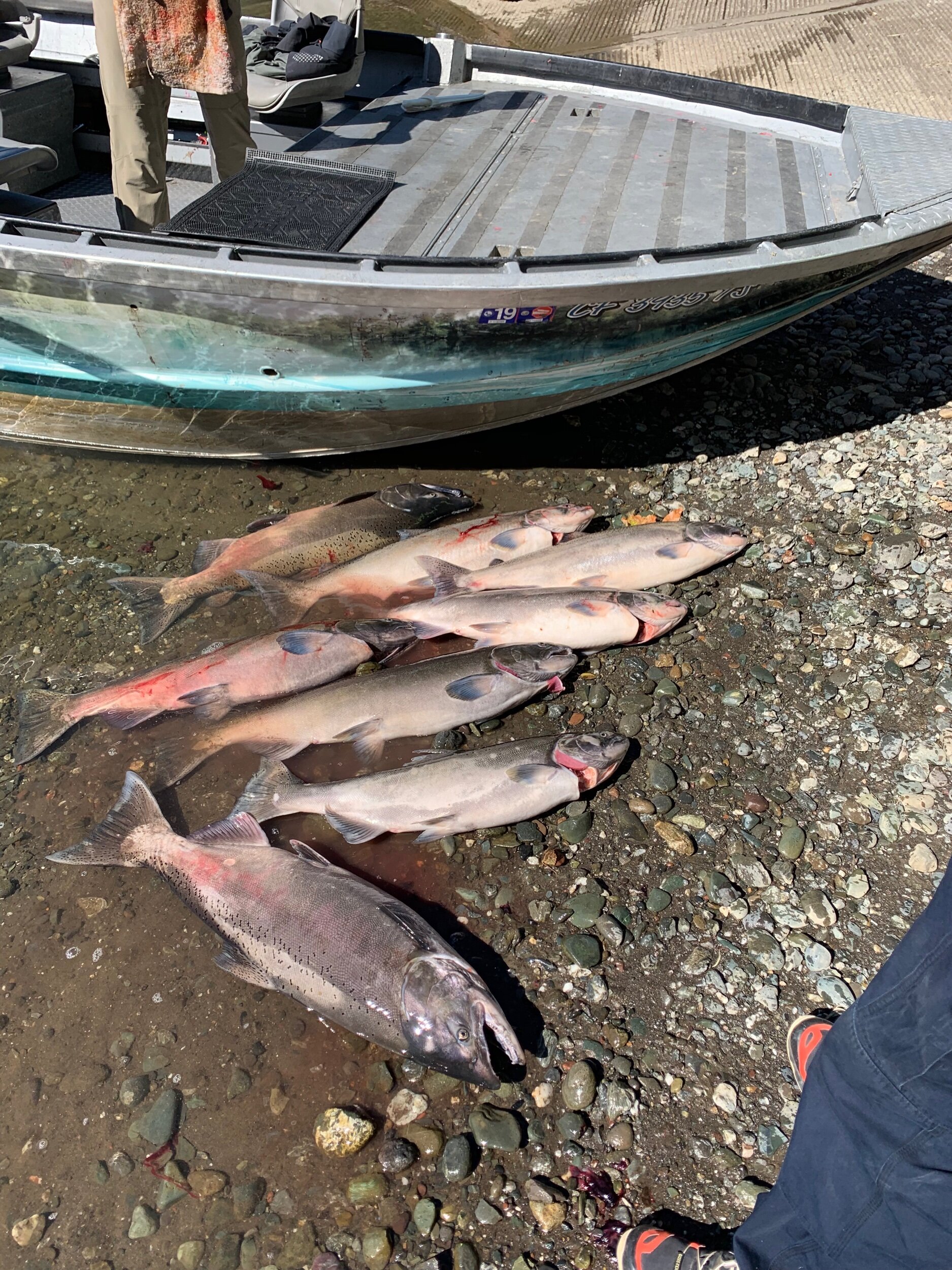 Limits of King Salmon caught on the SalmonSacRiver salmon fishing charter on October 5, 2019. The group was fishing the Sacramento River near Corning, Ca.