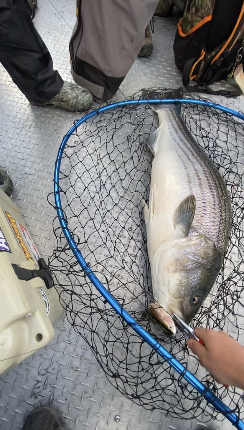 Northern California Striped Bass Fishing Report January 27, 2021
