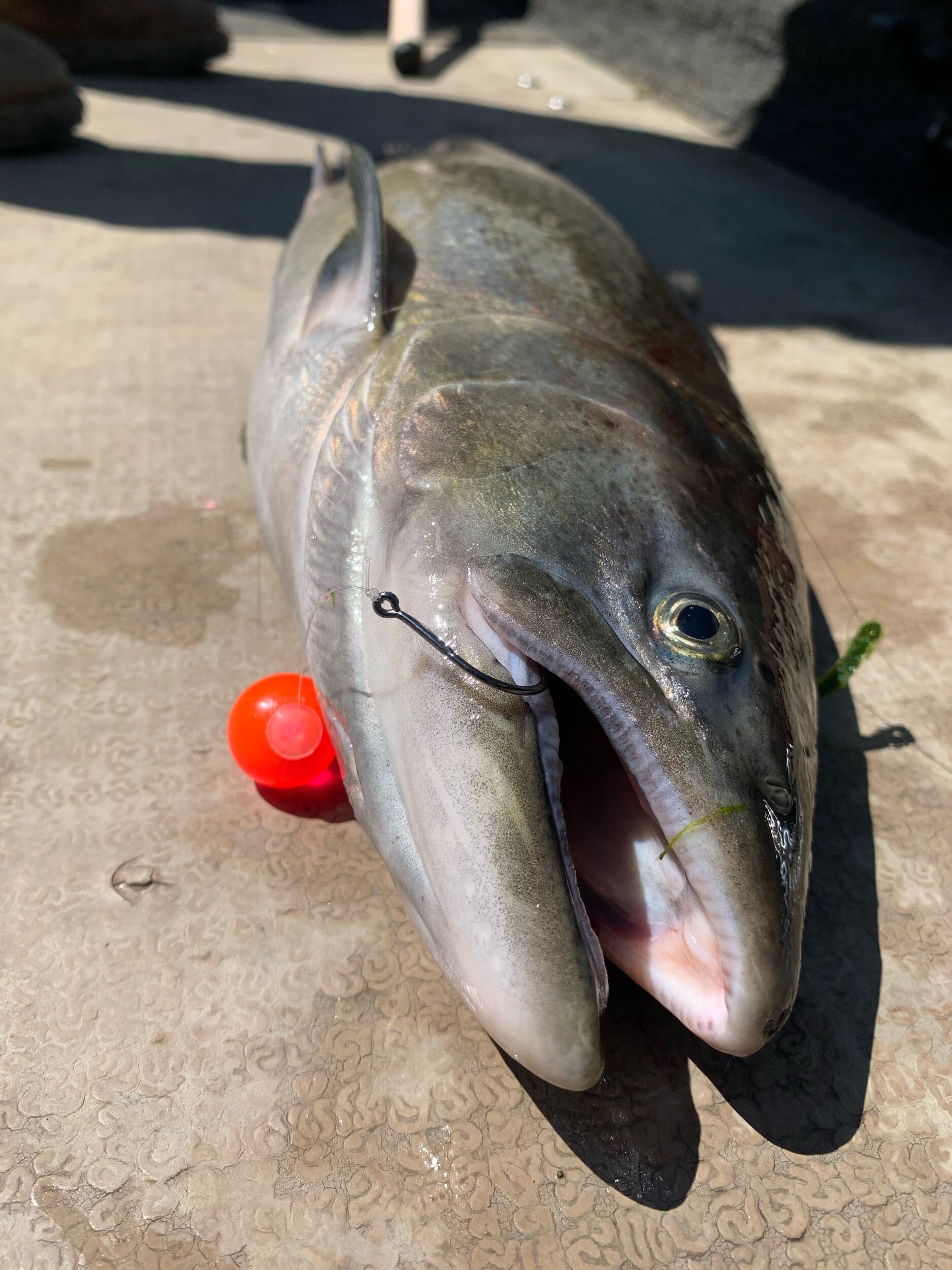 Sacramento River salmon fishing guide Jacob Frye displays the soft bead properly rigged. Pegged above the hook. One of three king salmon caught on this particular guided fishing trip. A solid performance during the opening week of the season.