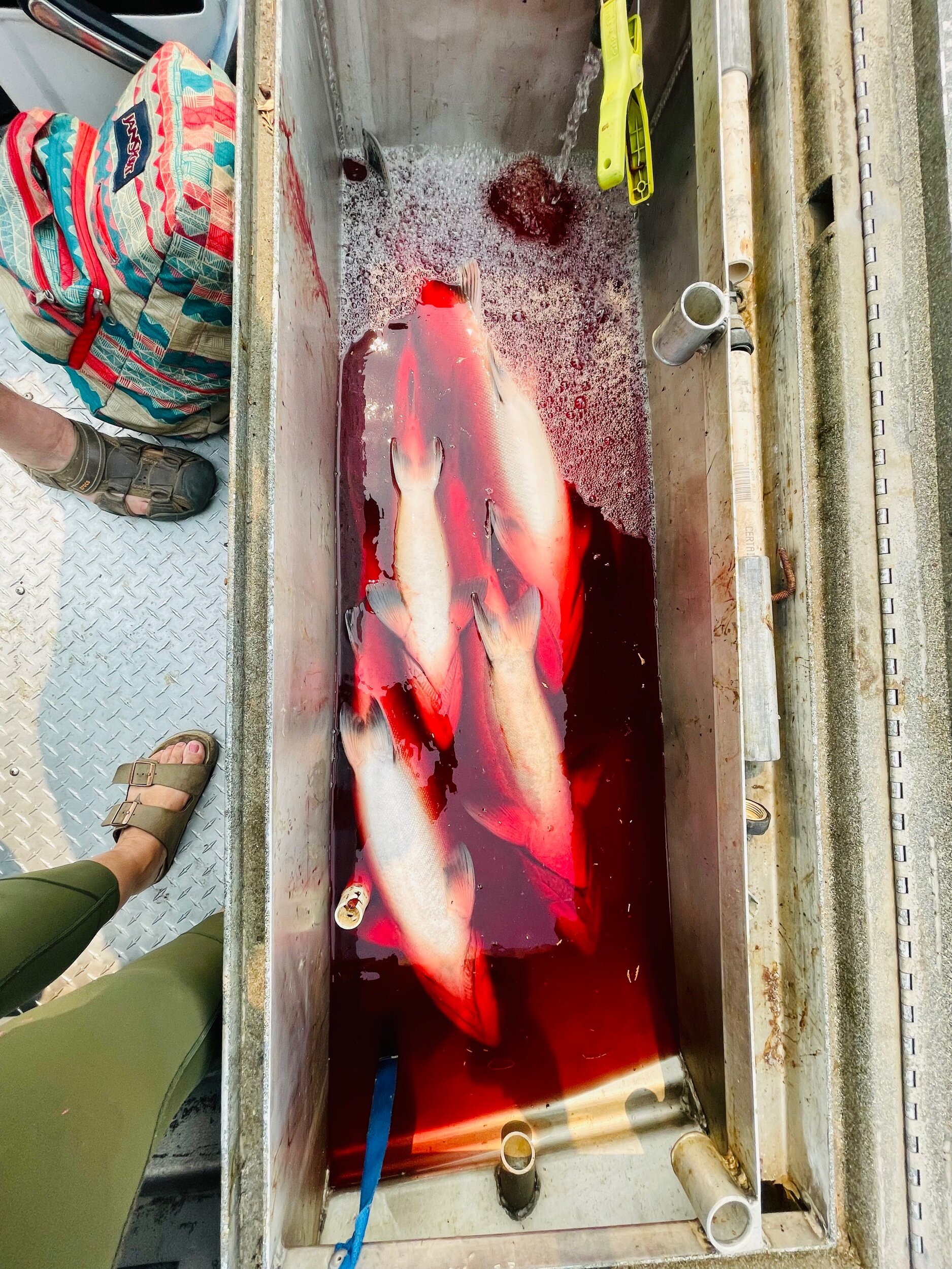 White bellies mean chrome salmon. This box of kings completed a two person limit at Woodson Bridge this past week.