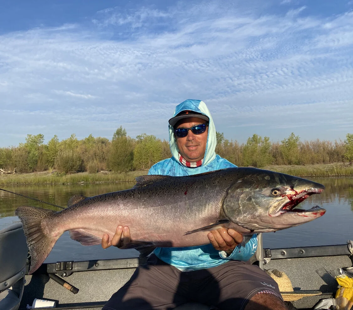 Fishing guide Ryan Tripp has his client hold up a colossal king salmon he caught fishing out of Woodson Bridge in Corning, Ca  this past week.