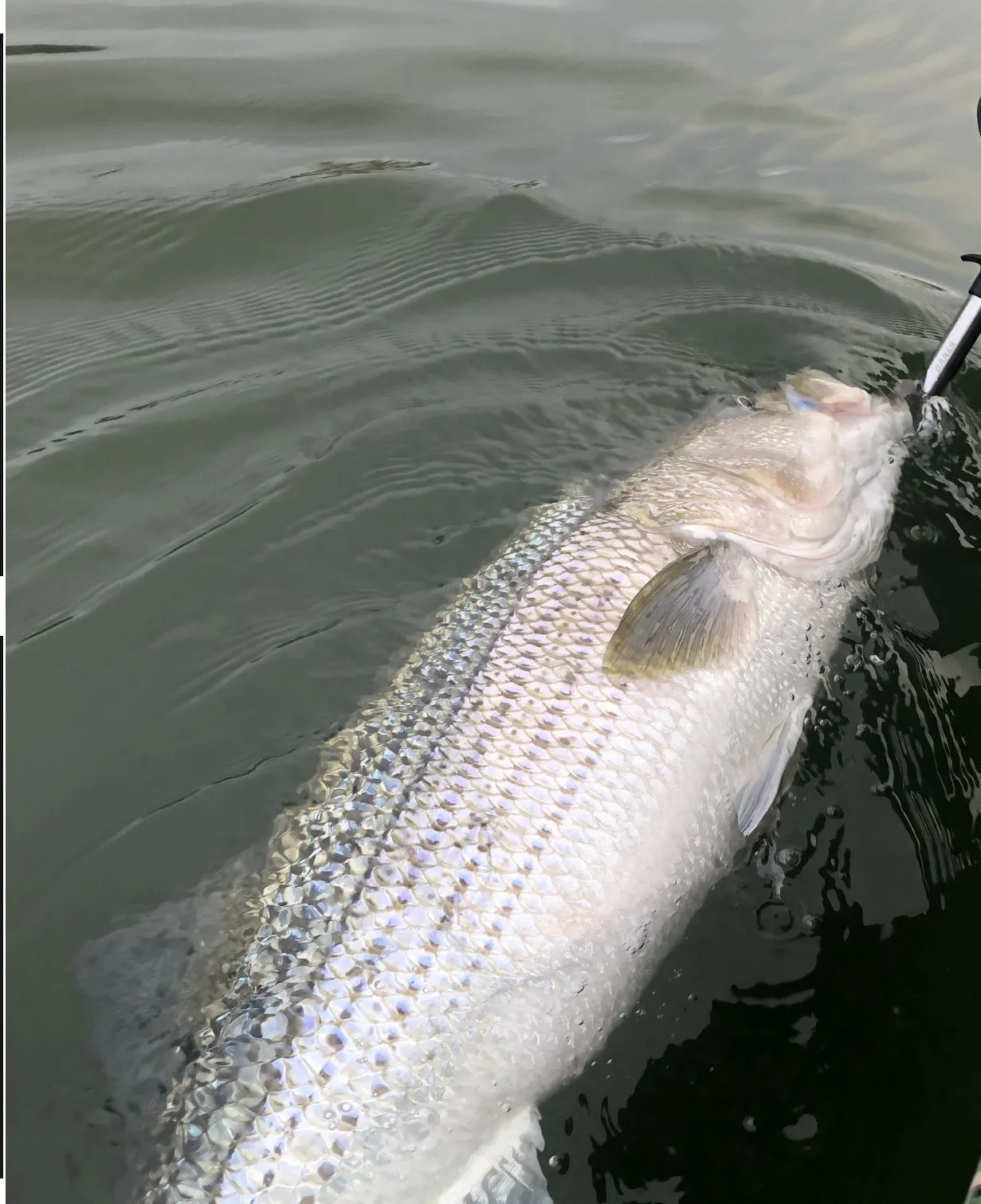 Sacramento River Striped Bass Fishing Report February 26, 2025