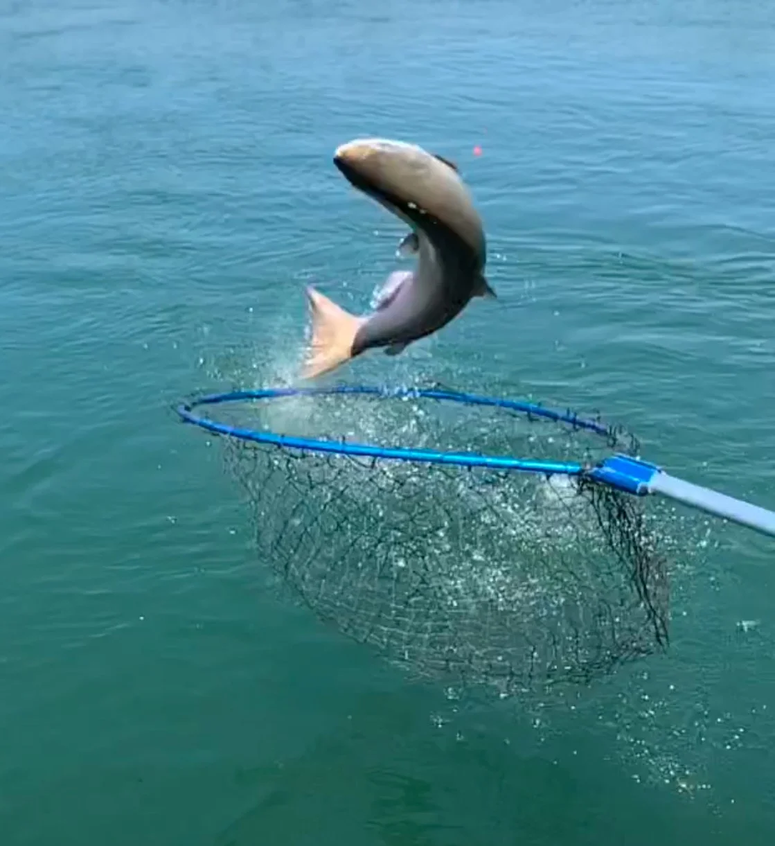 Feather River Salmon Fishing Report 7/1/2025