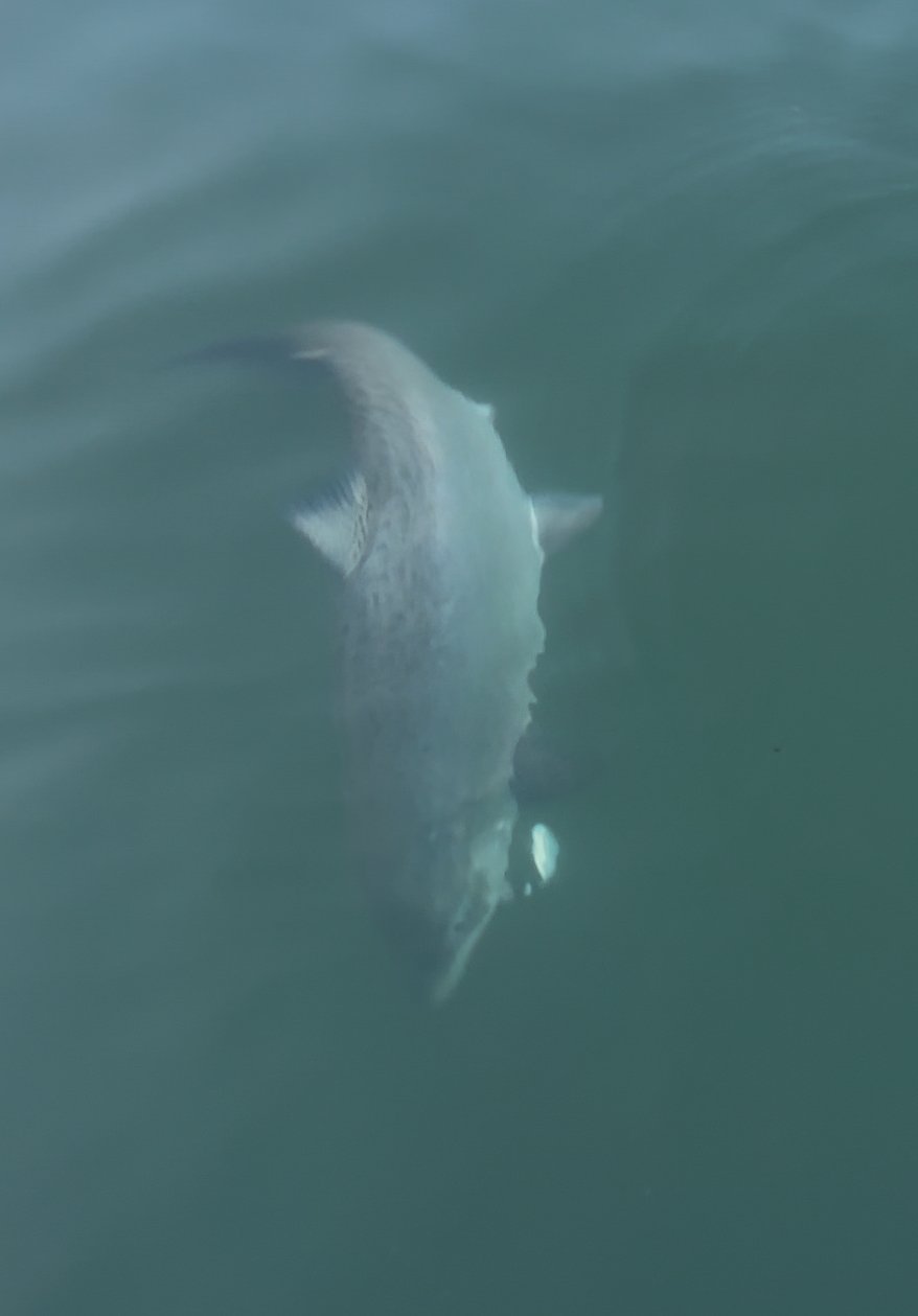 Feather River Salmon Fishing Report 7/30/25 “Week Two”