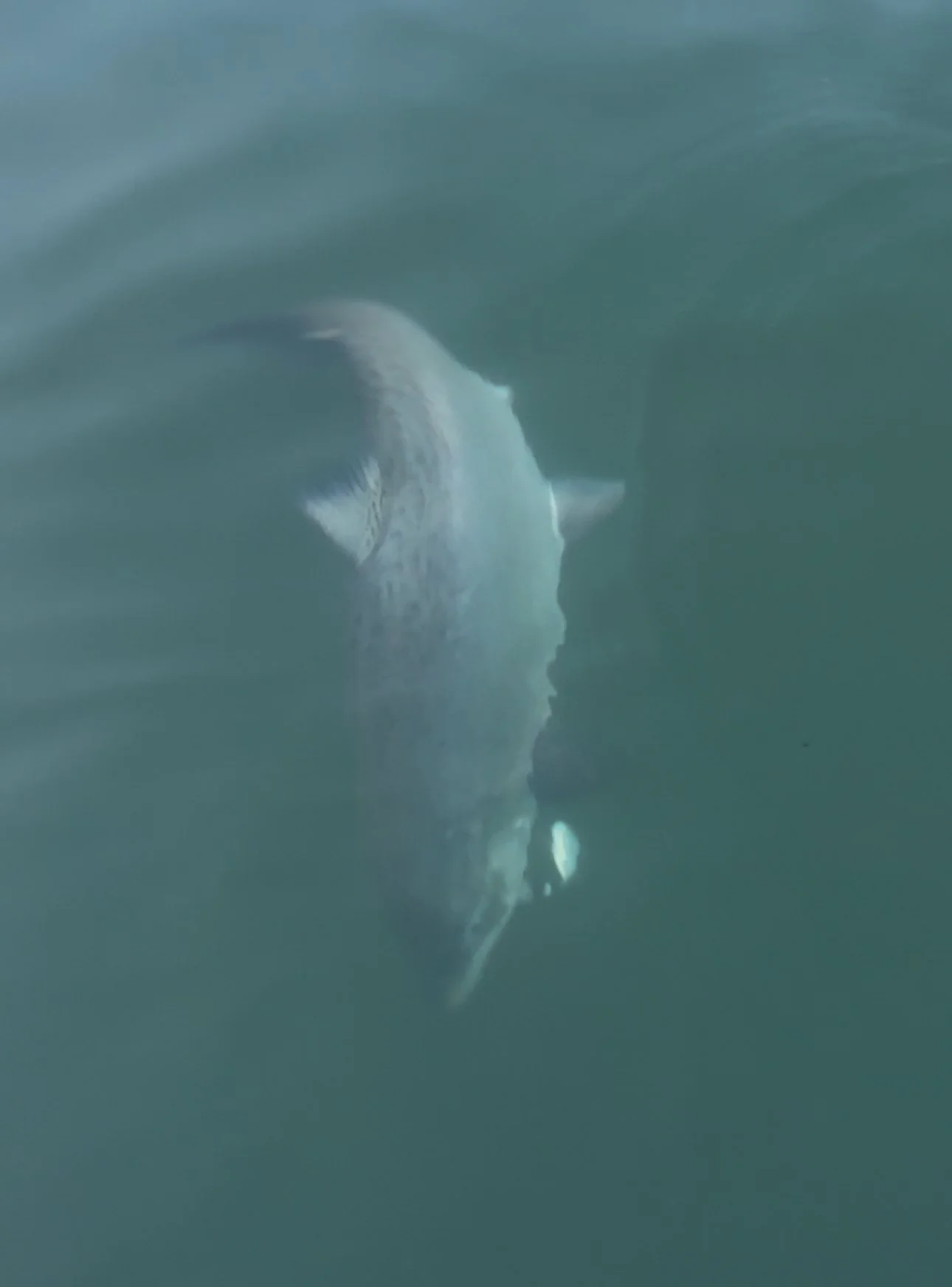 Sacramento River Salmon Fishing Report For May 4, 2026 “The Return Of The King”