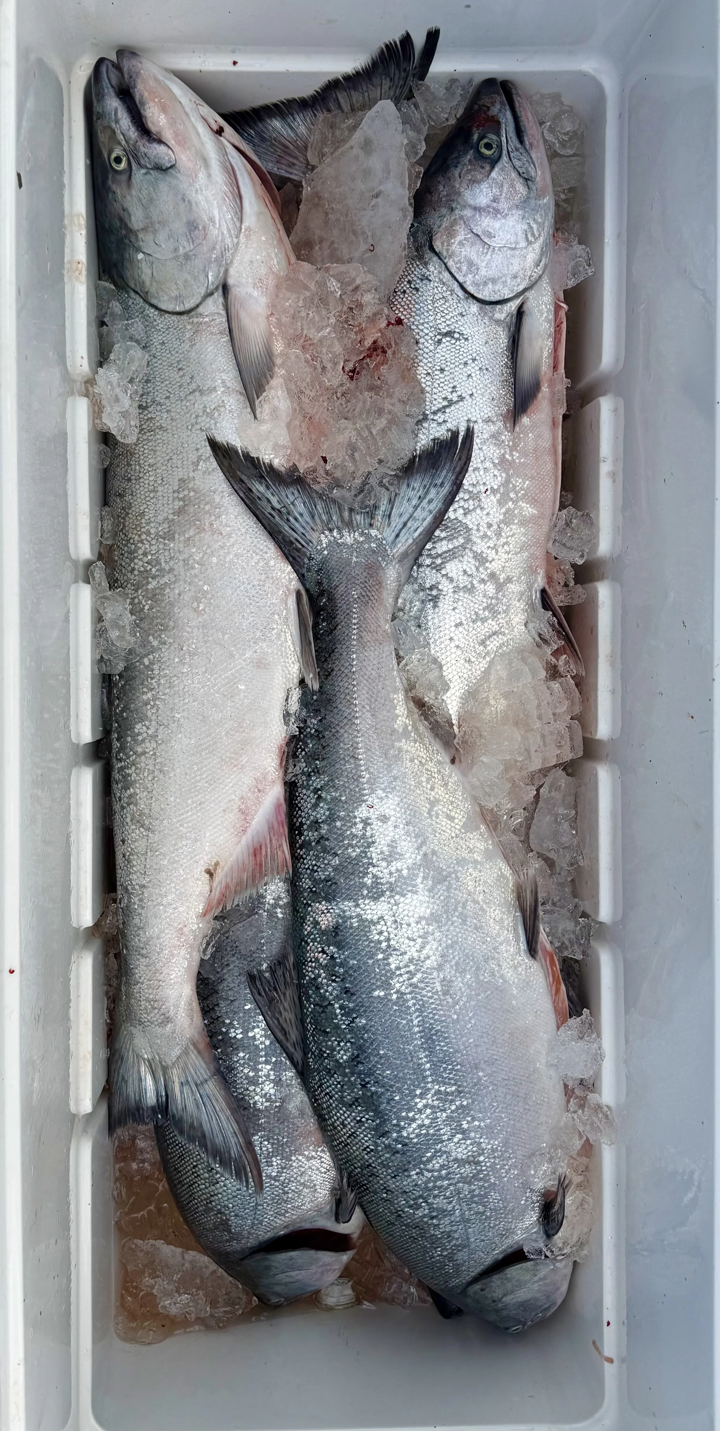 Sacramento River Salmon Fishing Report 6/27/2026 “Wide Open In The Salt Today”