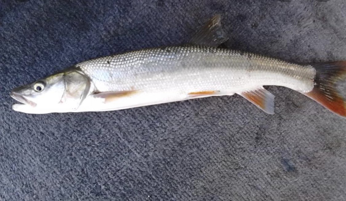 Sacramento River Trophy Striped Bass Fishing 4/8/22 - Glide Bait Fishing!  “Who done it first?”
