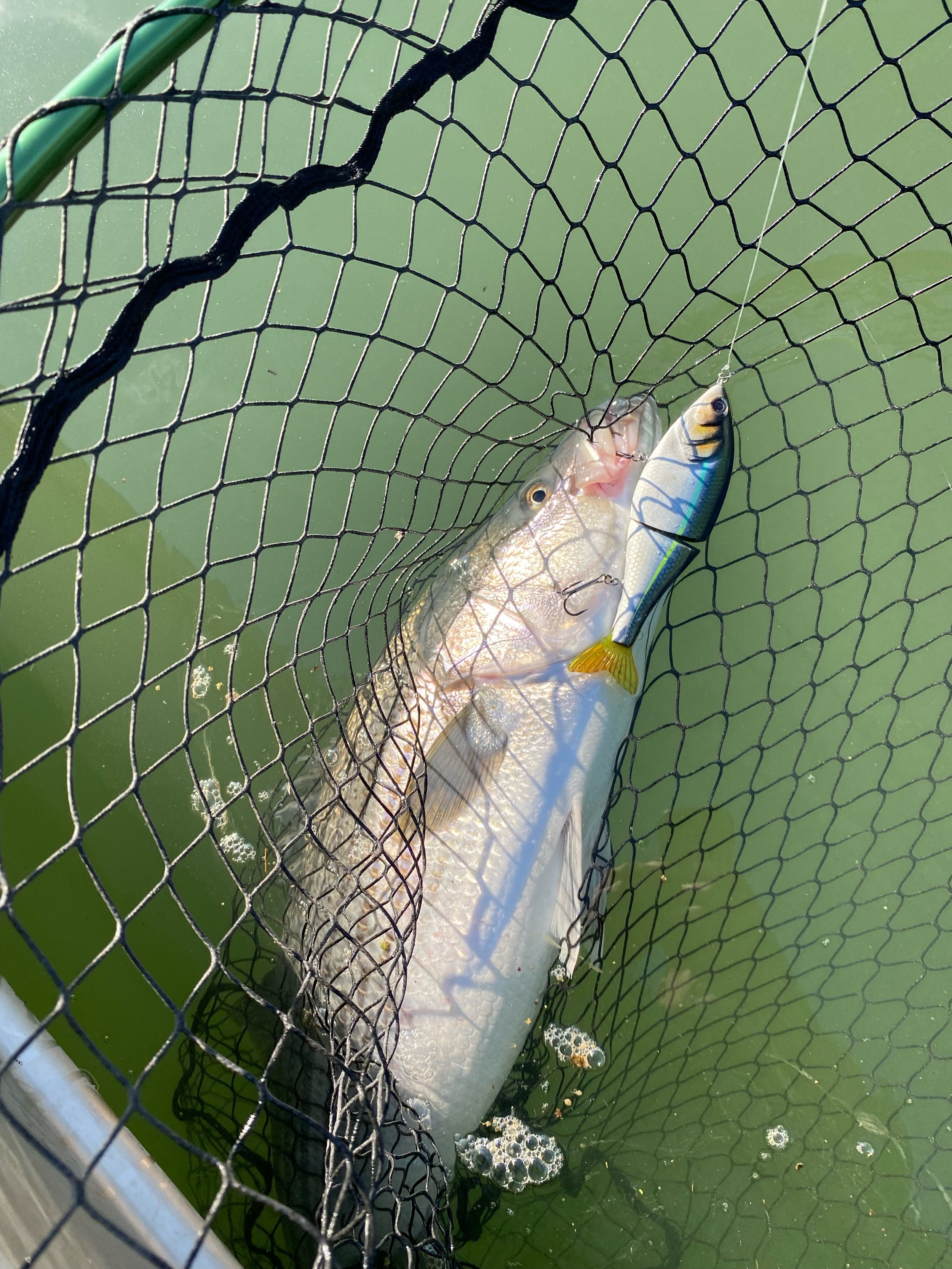 Sacramento River Trophy Striped Bass Fishing Report 2/27/22