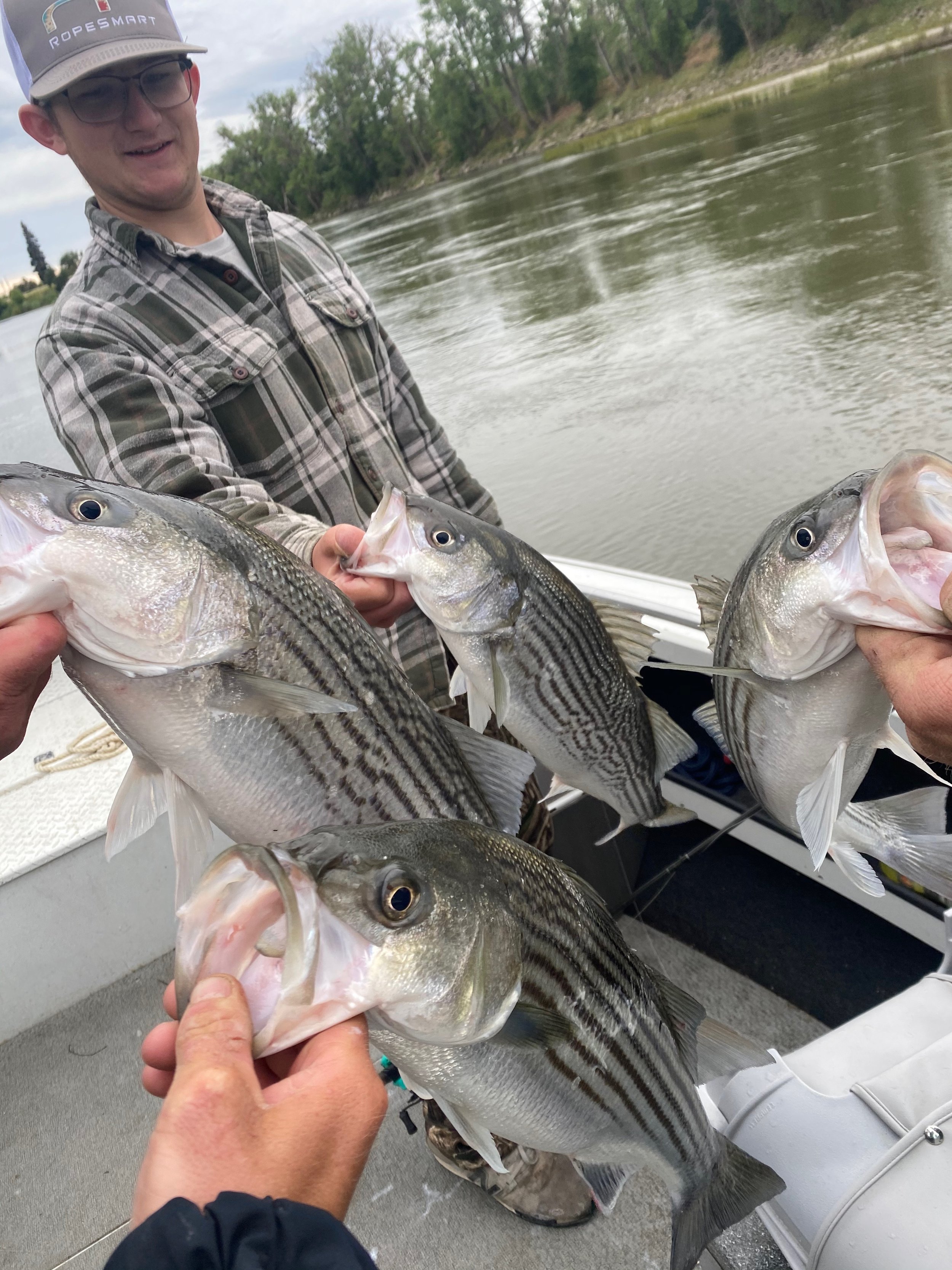 Sacramento River Striped Bass Fishing Report 3/26/22 - “Catching Stripers”