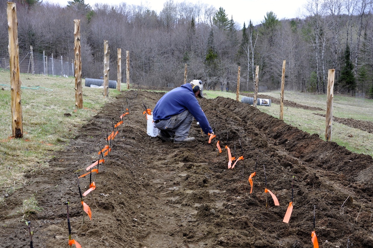 Carefully introducing the new apple grafts to the nursery soil.