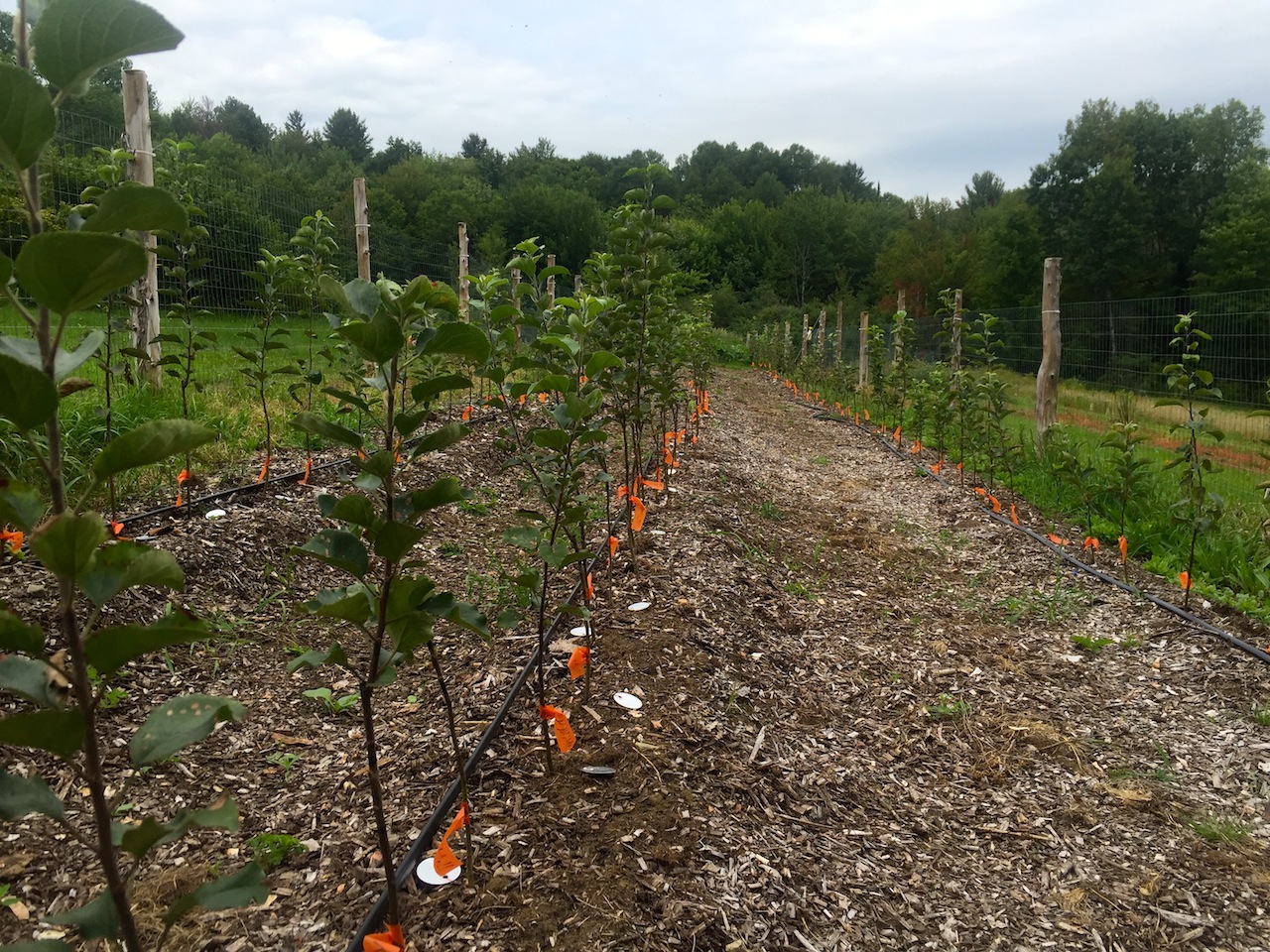 These thriving new apple trees will stay in the nursery for two to three years depending on the growth rate characteristic of each variety. Then they will be planted in the orchard among other apple trees and a variety of companion plants. Our orchards will be poly-cultural mix of fruit trees, berries, and pollinator attractor plants just to name a few. This organic, natural method will give each and every plant its best opportunity to be successful.