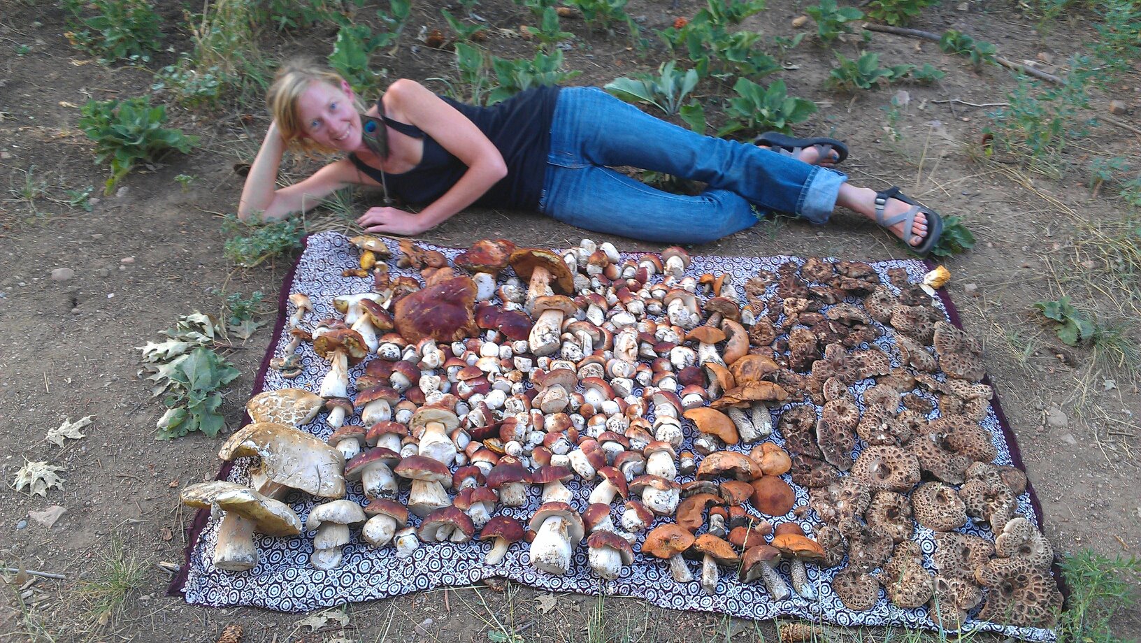 Wild about mushrooms...